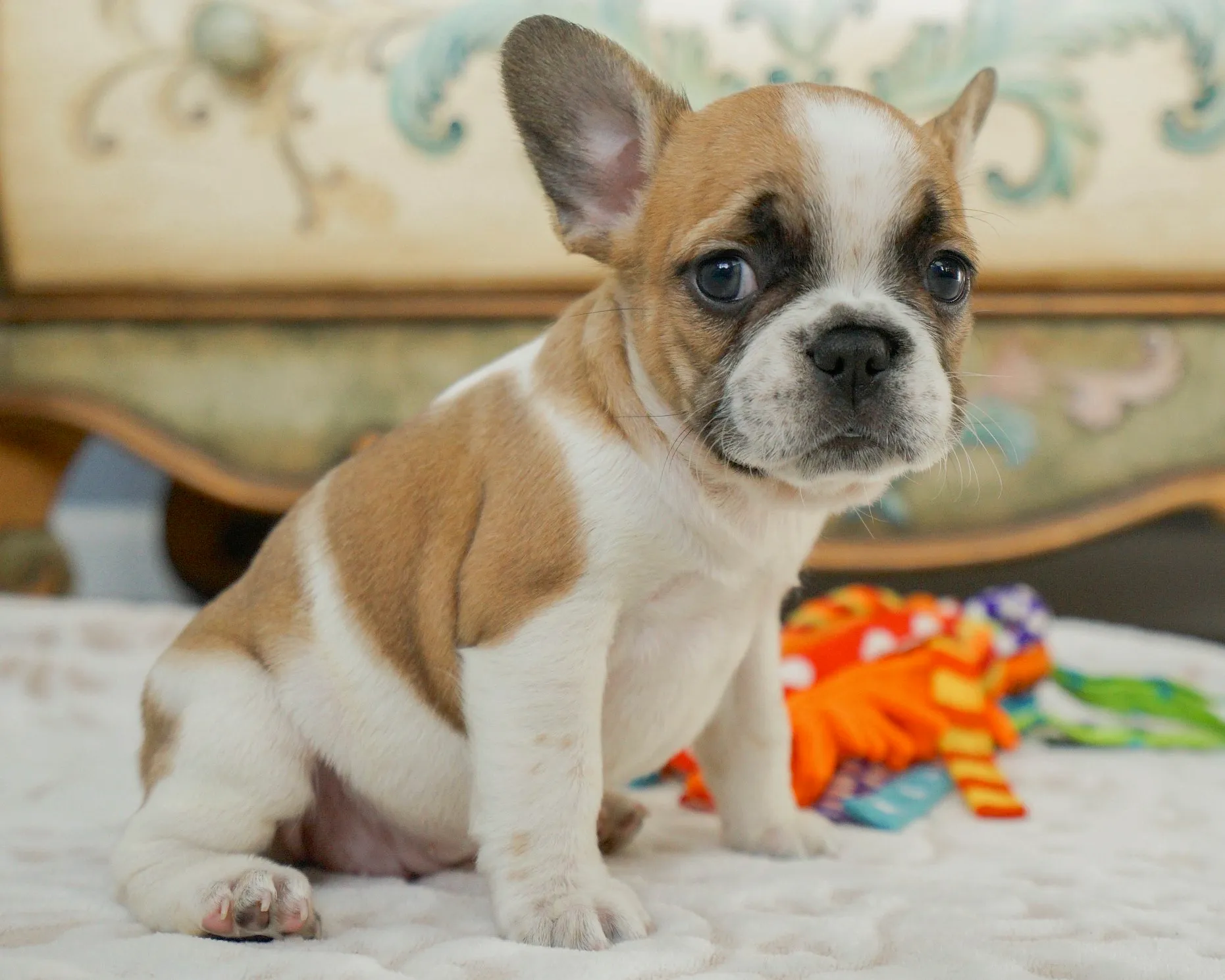 Royal Frenchel puppy sitting on a blanket with a toy behind it.