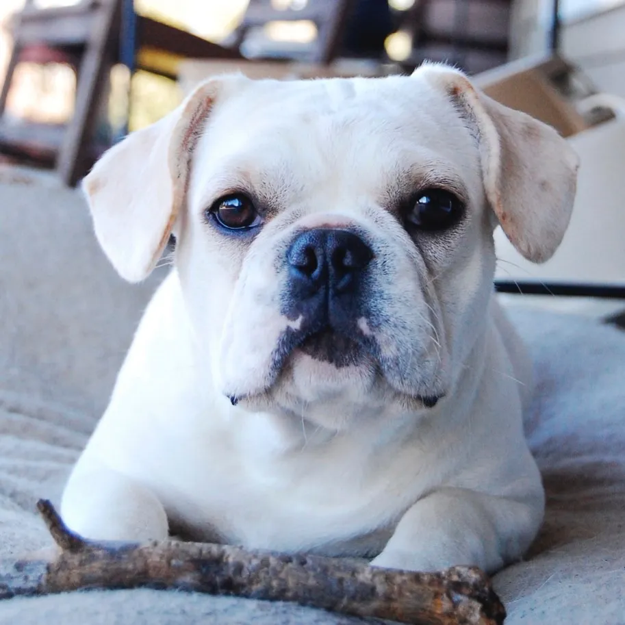 Royal Frenchel puppy playing with a stick.