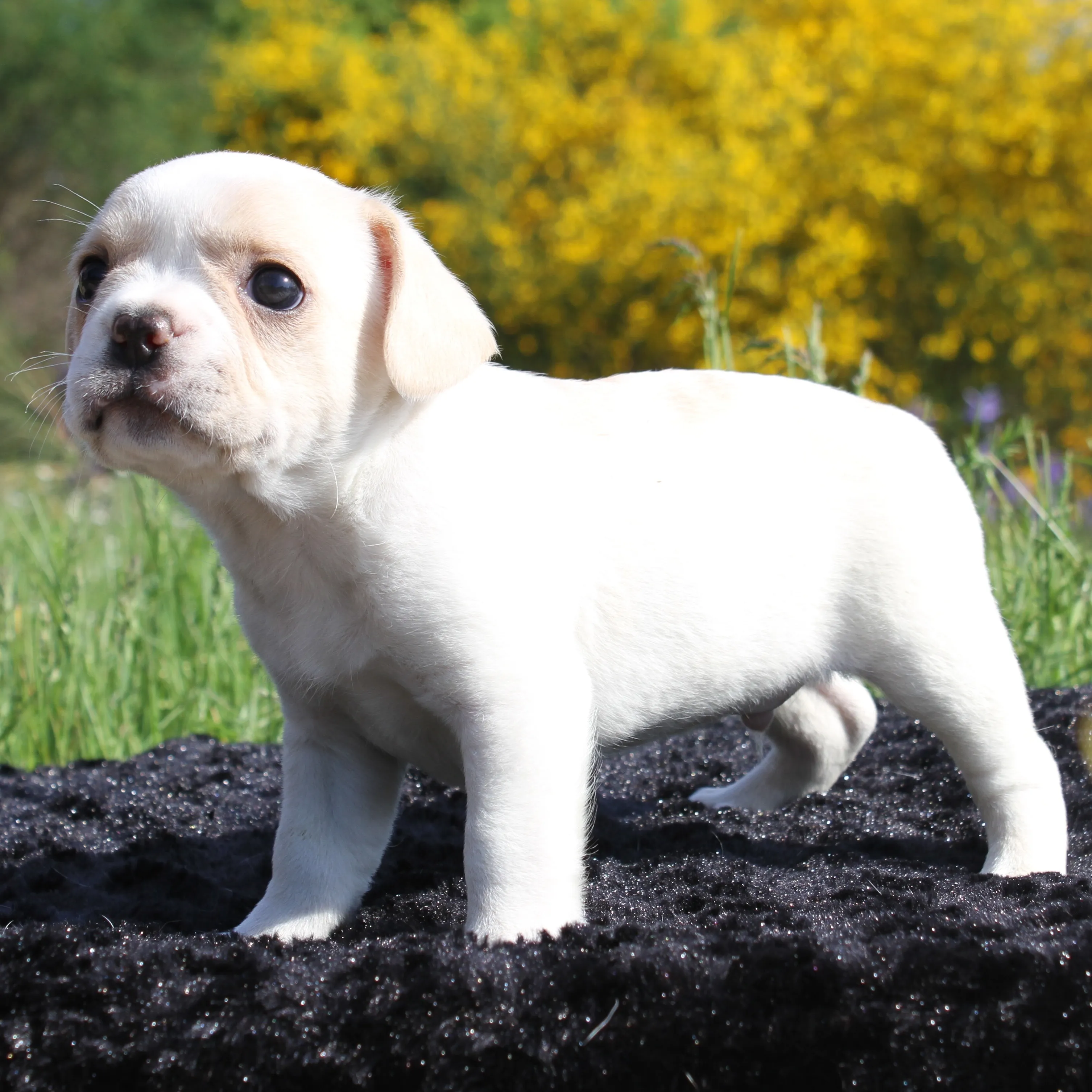 Royal Frenchel puppy standing outside.