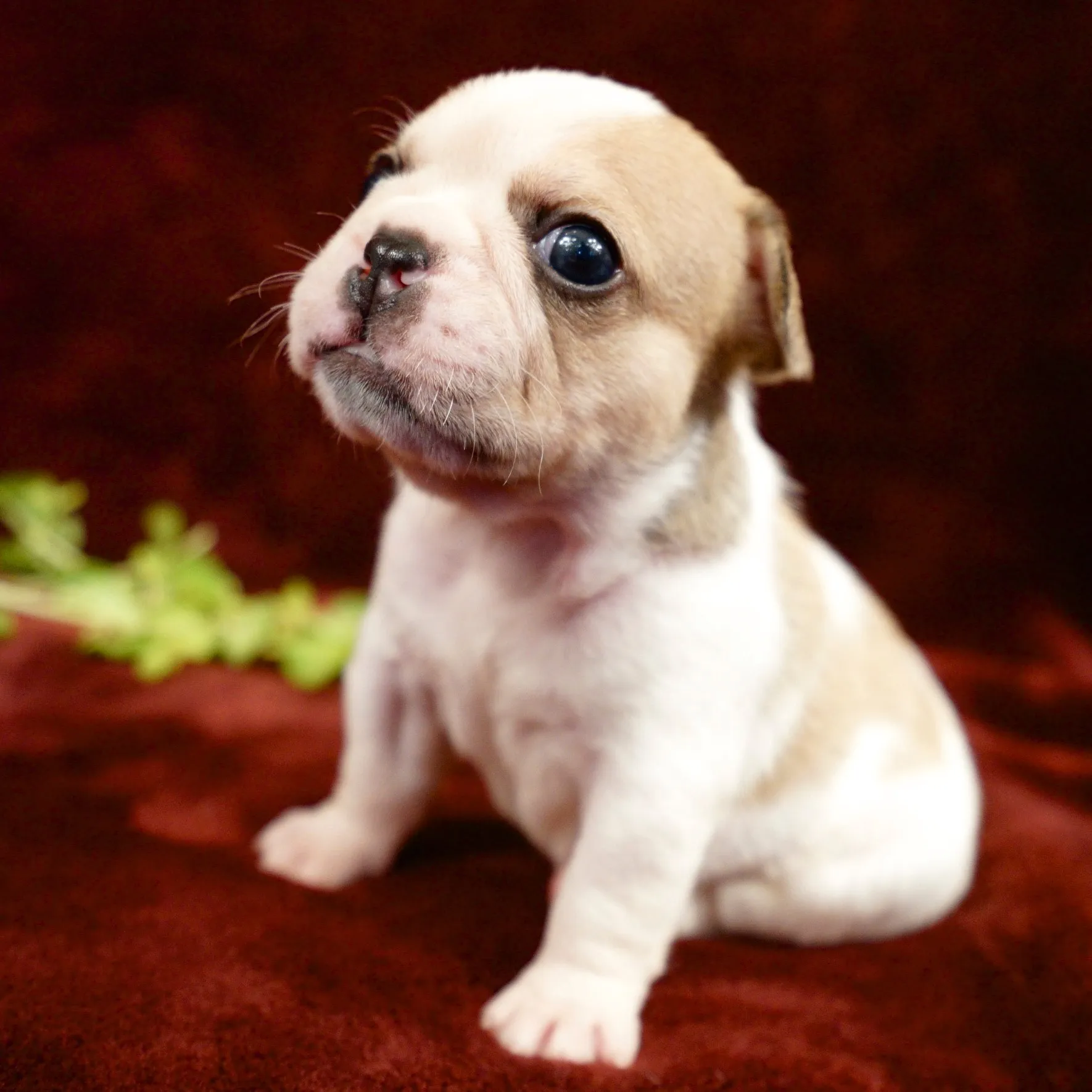 Tiny Royal Frenchel puppy portrait with a red velvet background.