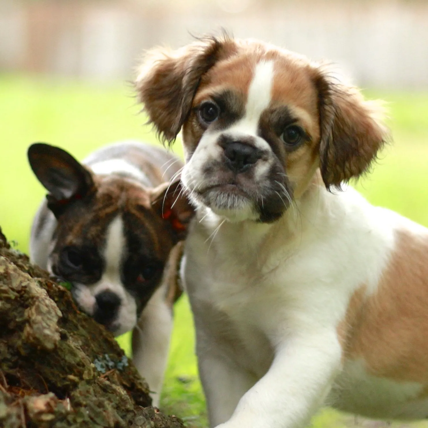Two Royal Frenchel puppies playing together outside.