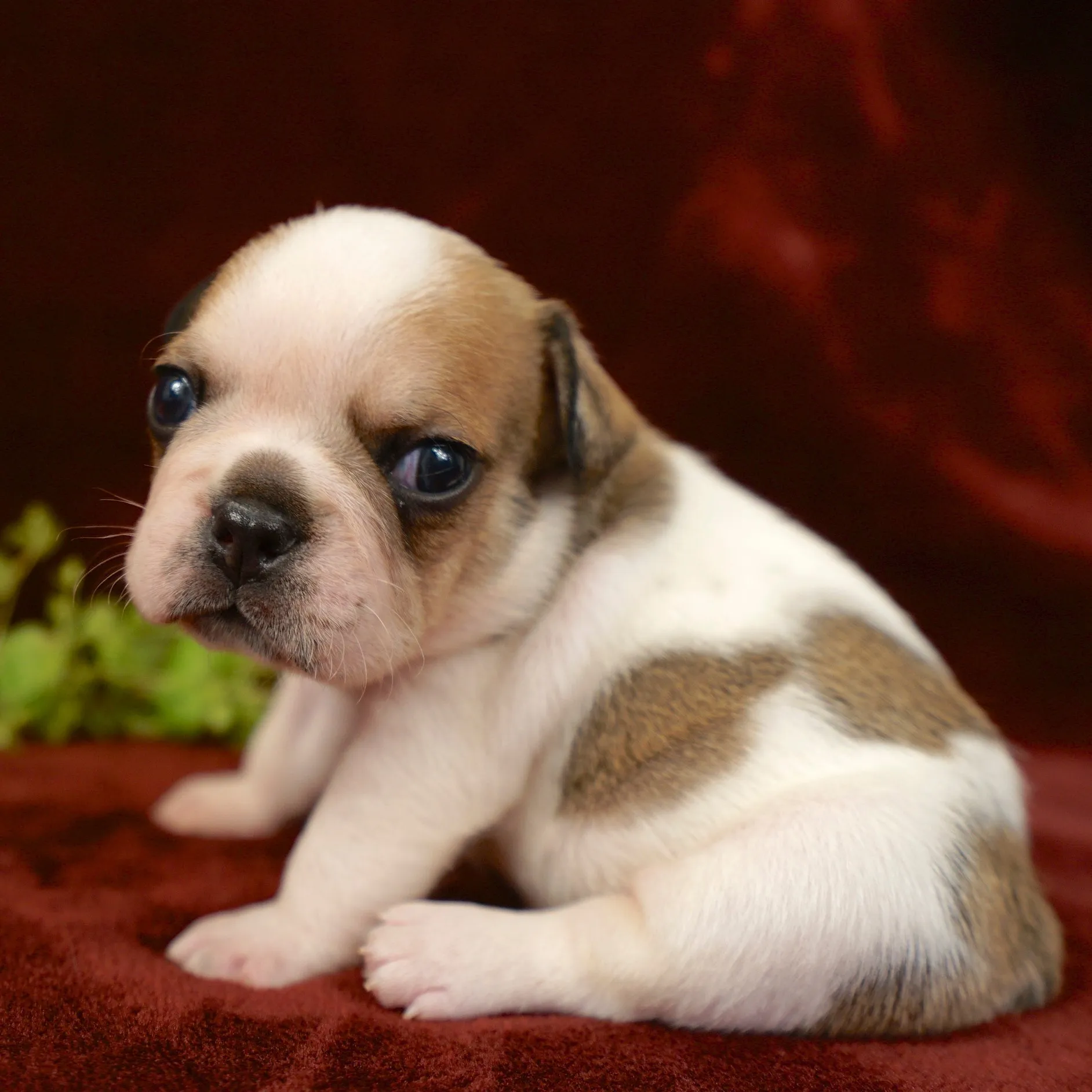 Tiny Royal Frenchel puppy portrait with a red velvet background.