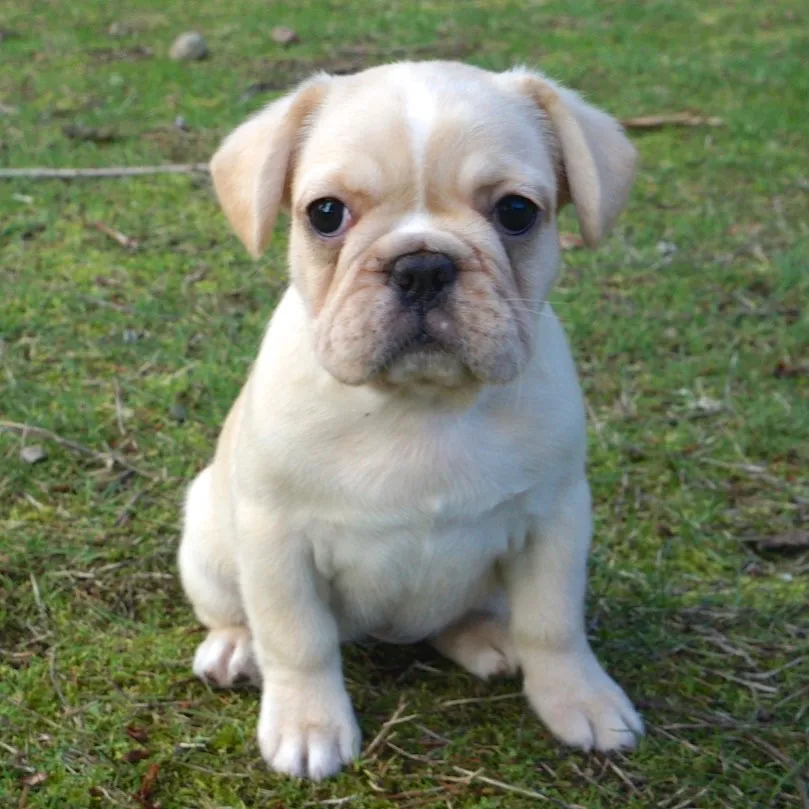 Royal Frenchel puppy sitting outdoors.