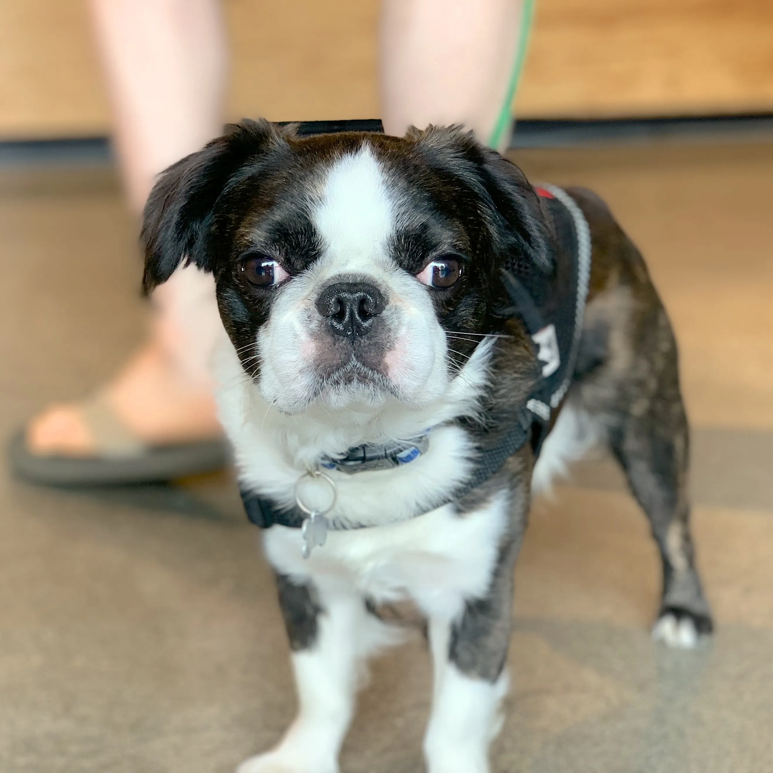 Royal Frenchel puppy wearing a harness and leash while looking at the camera.