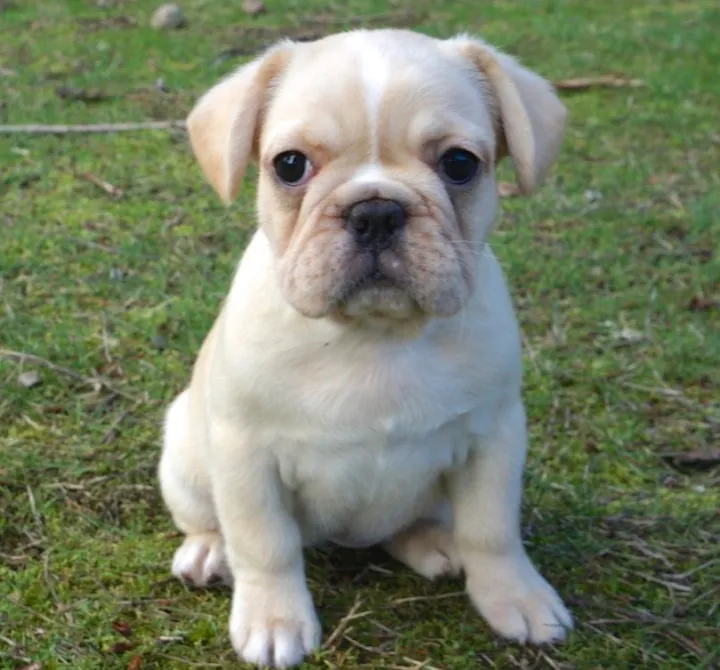 Bringing your Royal Frenchel puppy home image showing cream puppy outside.