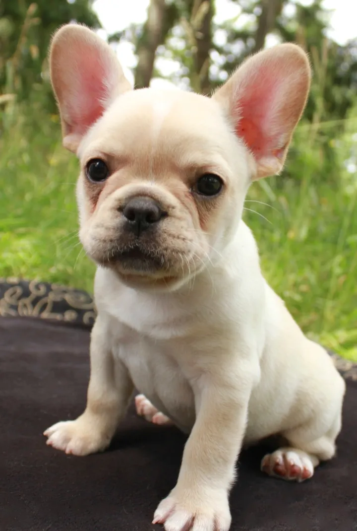Royal Frenchel puppy sitting outside on a blanket.