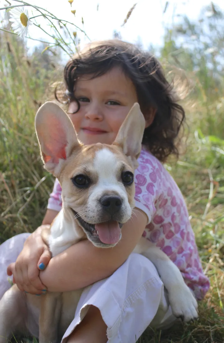 Royal Frenchel puppy sitting calmly in a baby's lap.