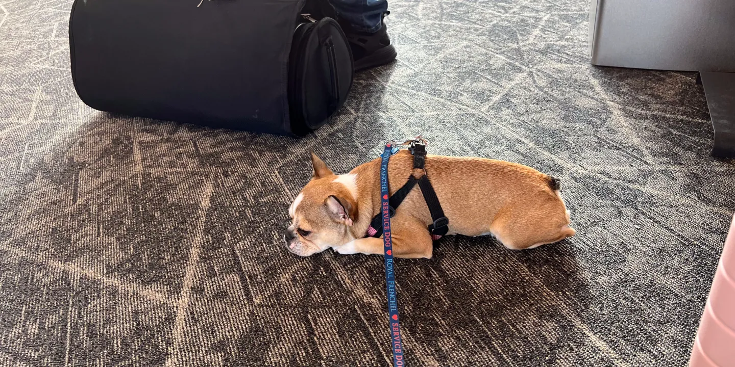 Royal Frenchel lying relaxed on the airport floor while traveling.