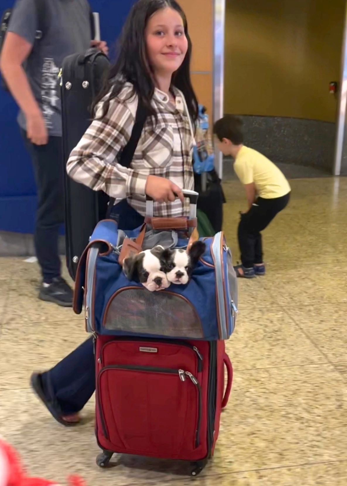Two Royal Frenchel puppies resting in a travel carrier with luggage at the airport.