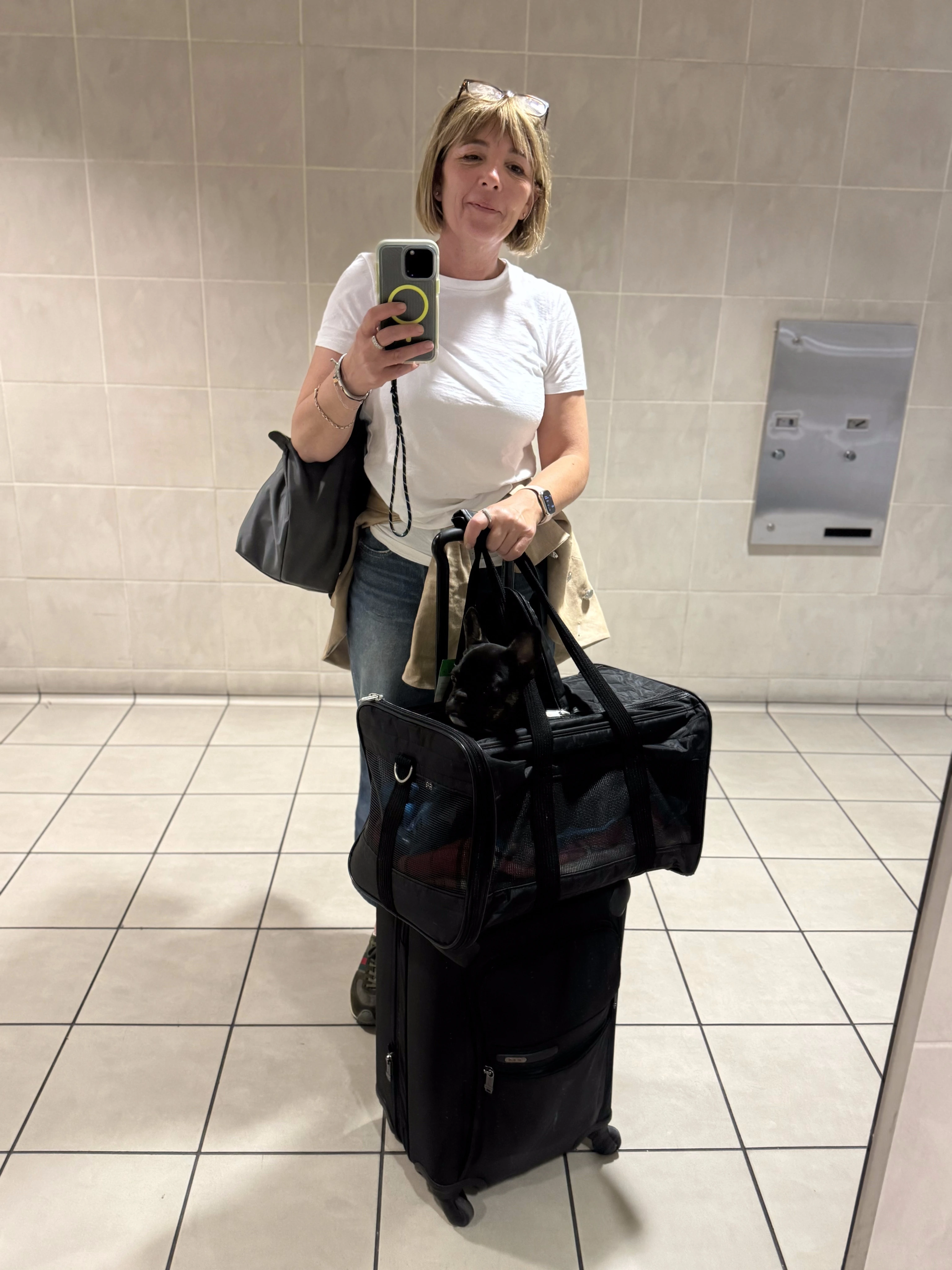 Royal Frenchel resting calmly in a carrier on top of luggage in an airport bathroom.