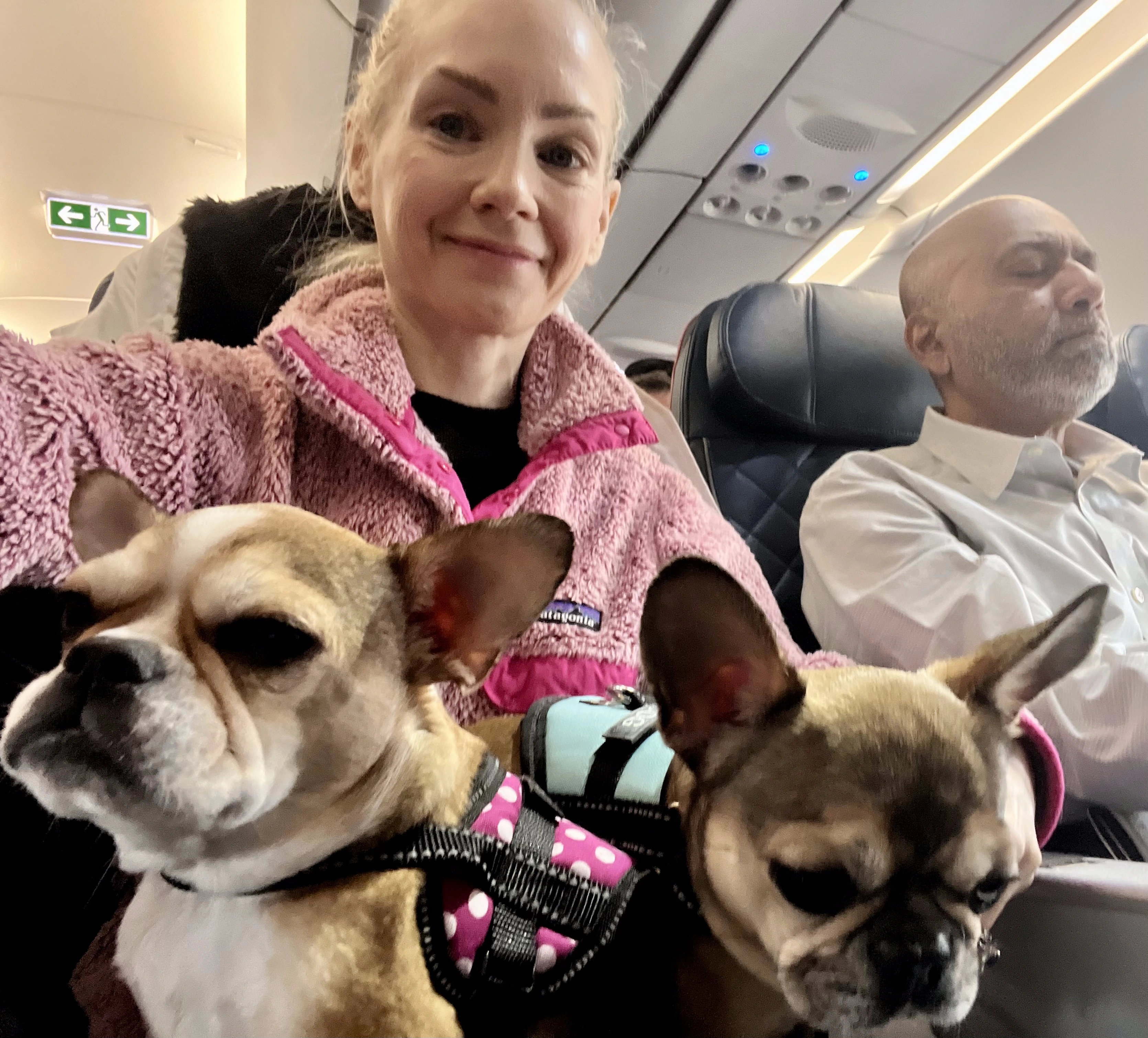 Two Royal Frenchel dogs sitting calmly on a woman’s lap during plane travel.