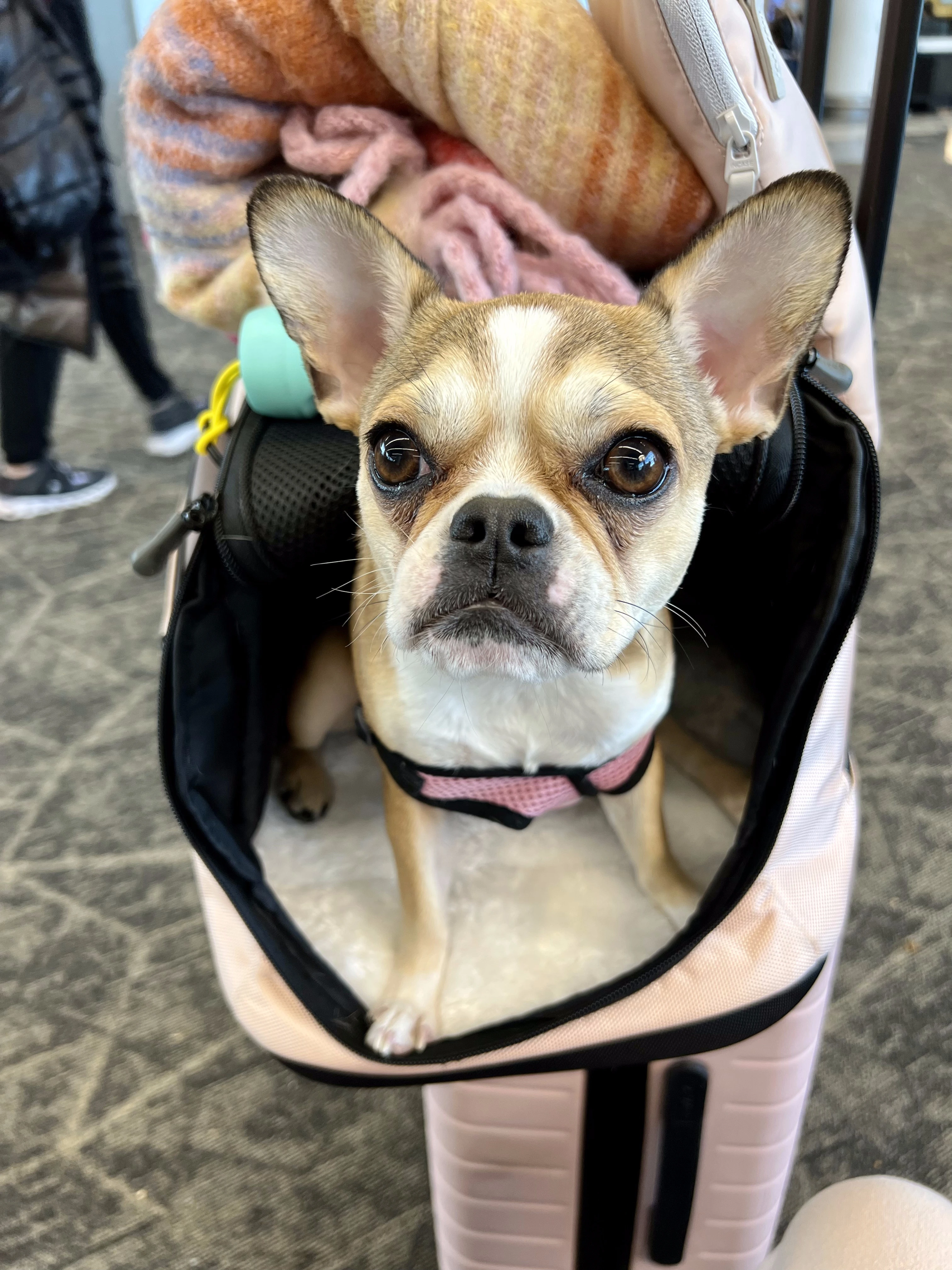 Royal Frenchel standing inside a carrier at the airport.