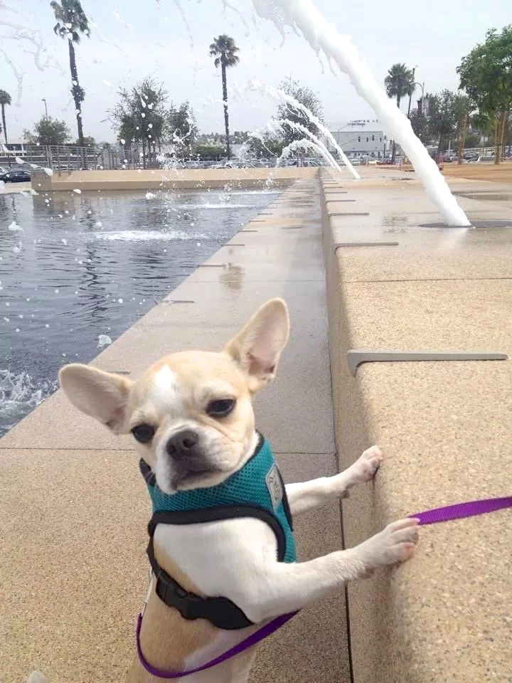 Royal Frenchel wearing a harness beside a pool while traveling with their person.