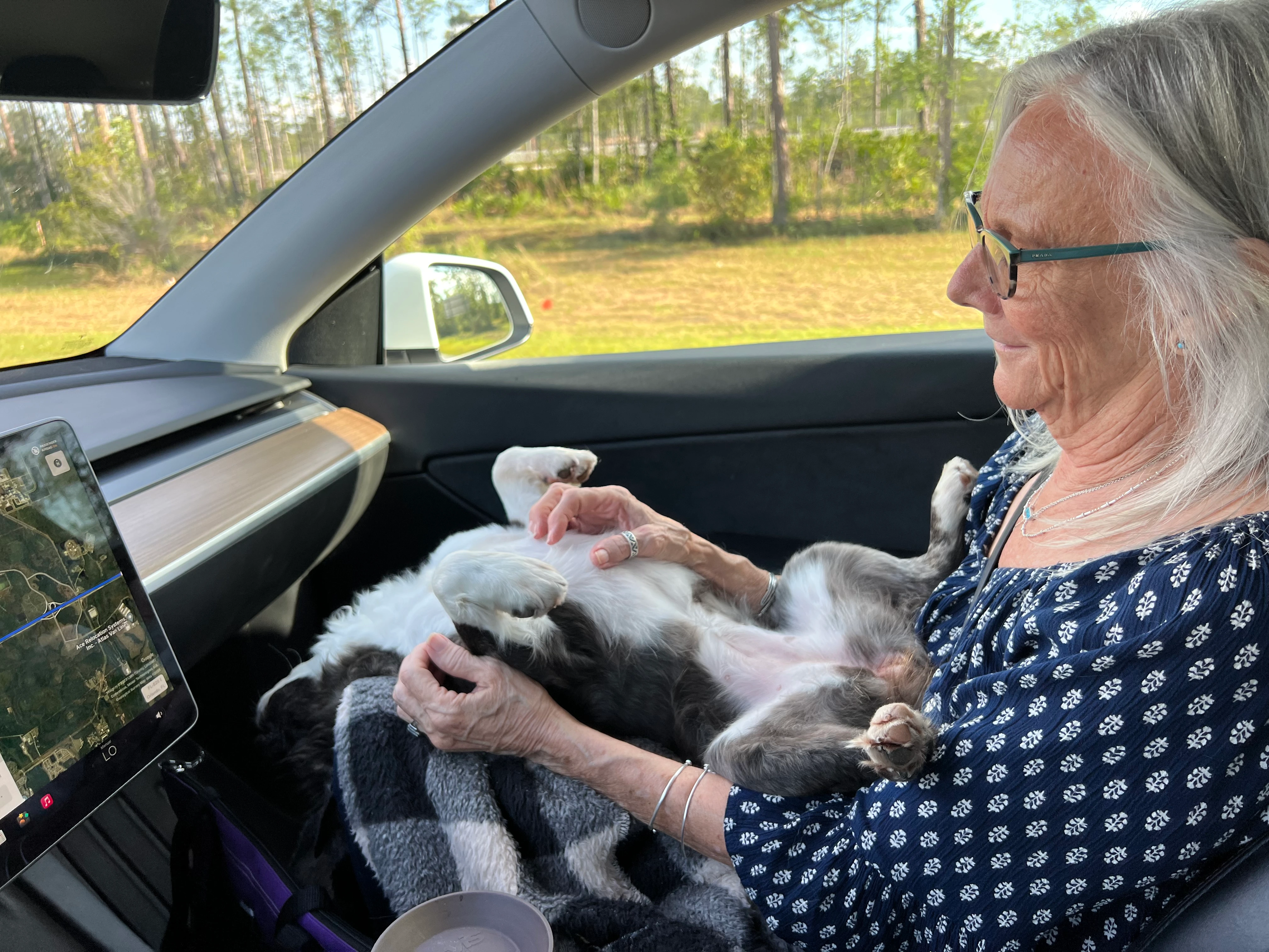 Royal Frenchel relaxing on a woman’s lap in the car while getting belly rubs.