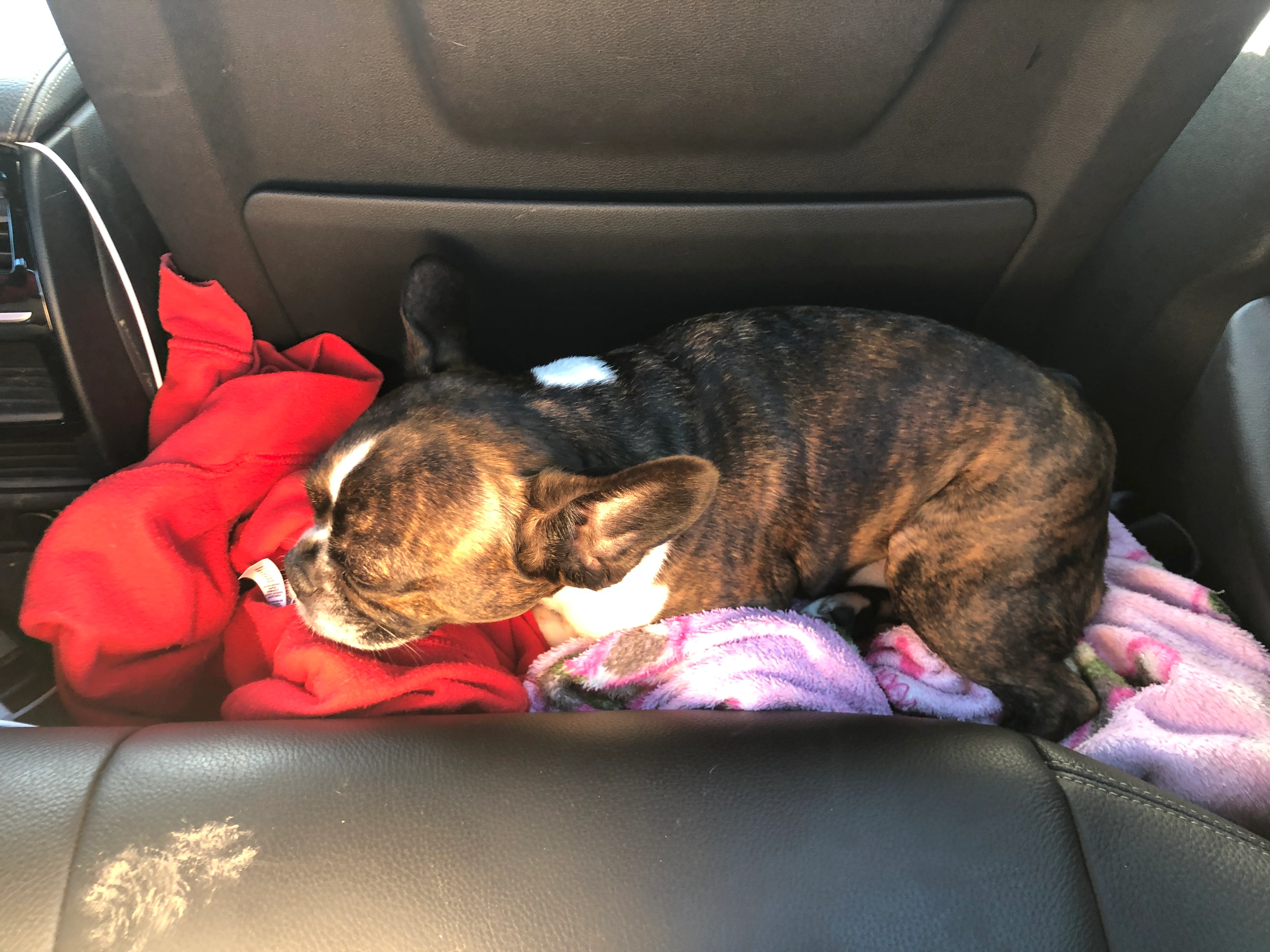 Royal Frenchel resting on a blanket on the floor of a car during travel.