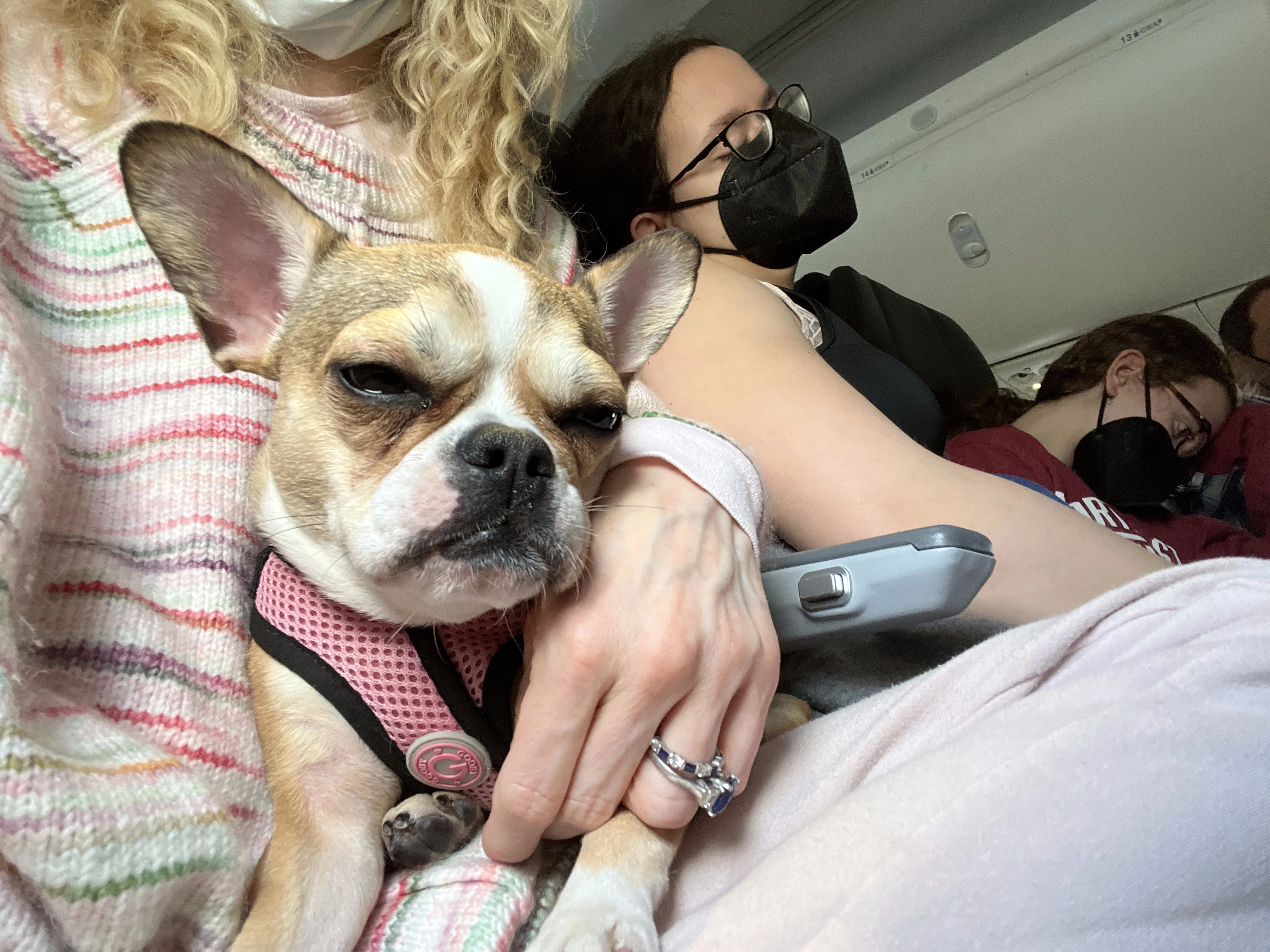 Royal Frenchel sitting on their person’s lap during a plane ride.