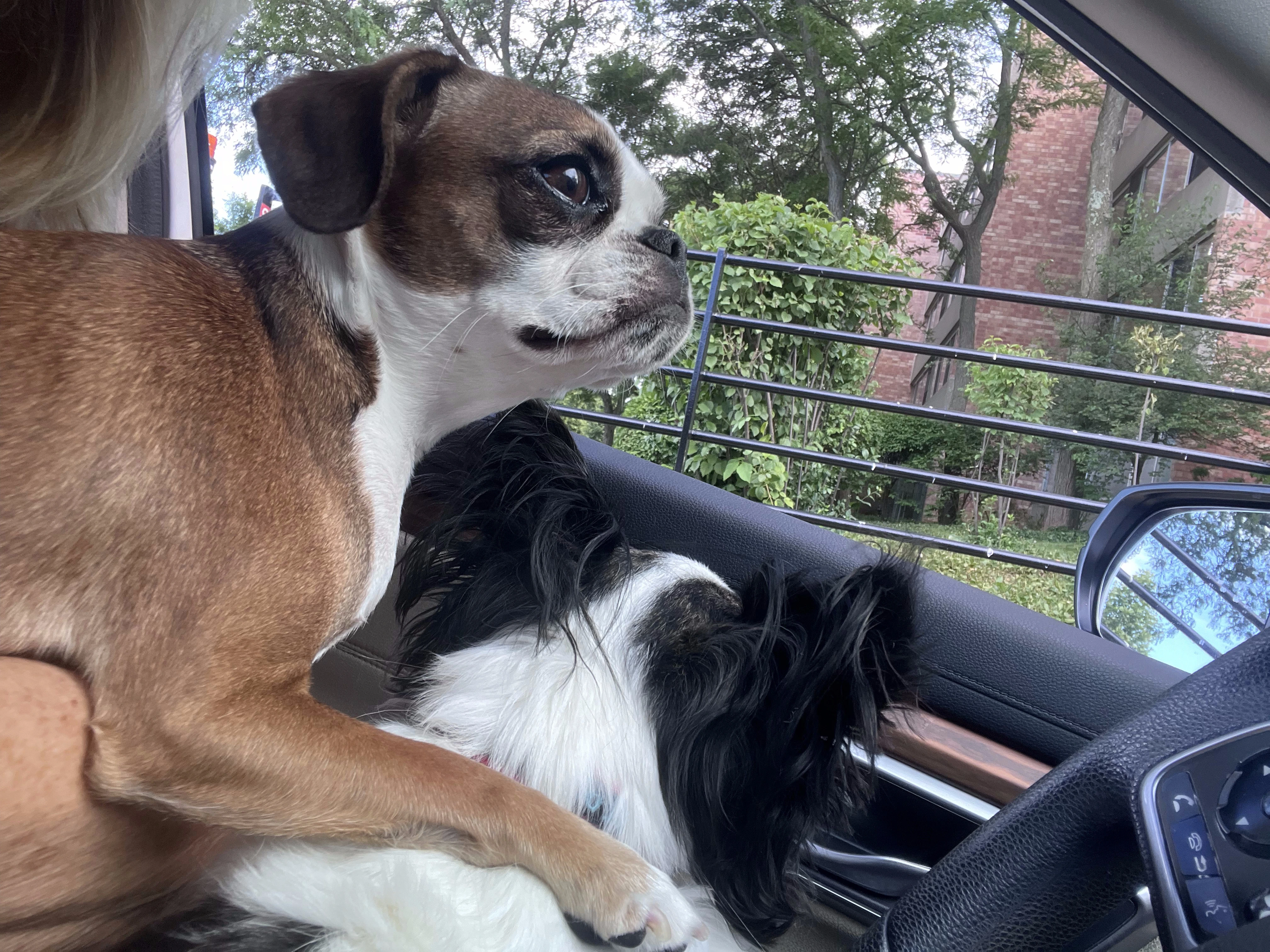 Two Royal Frenchels calmly looking out a car window during travel.