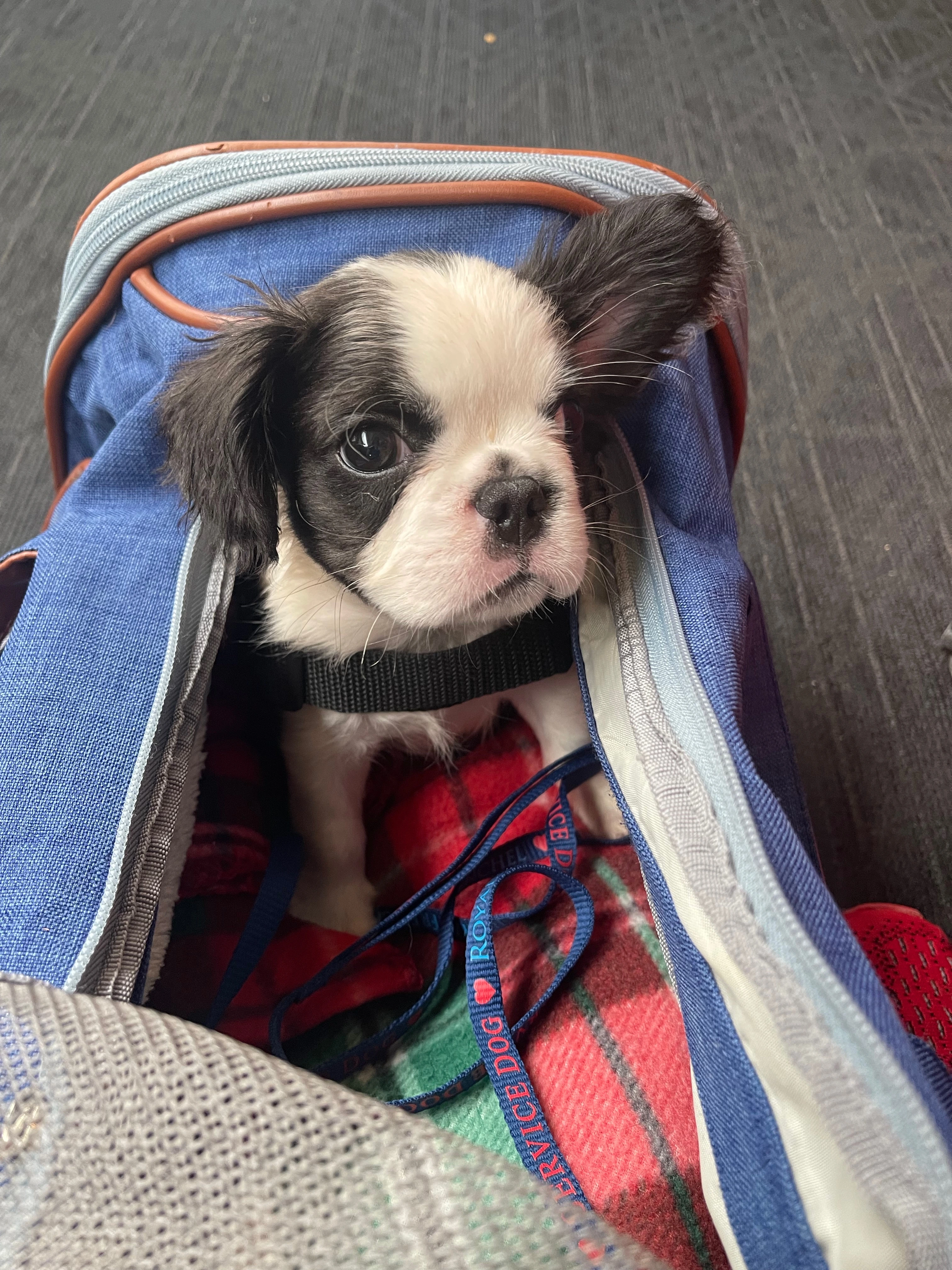 Royal Frenchel puppy sitting calmly inside a travel carrier.
