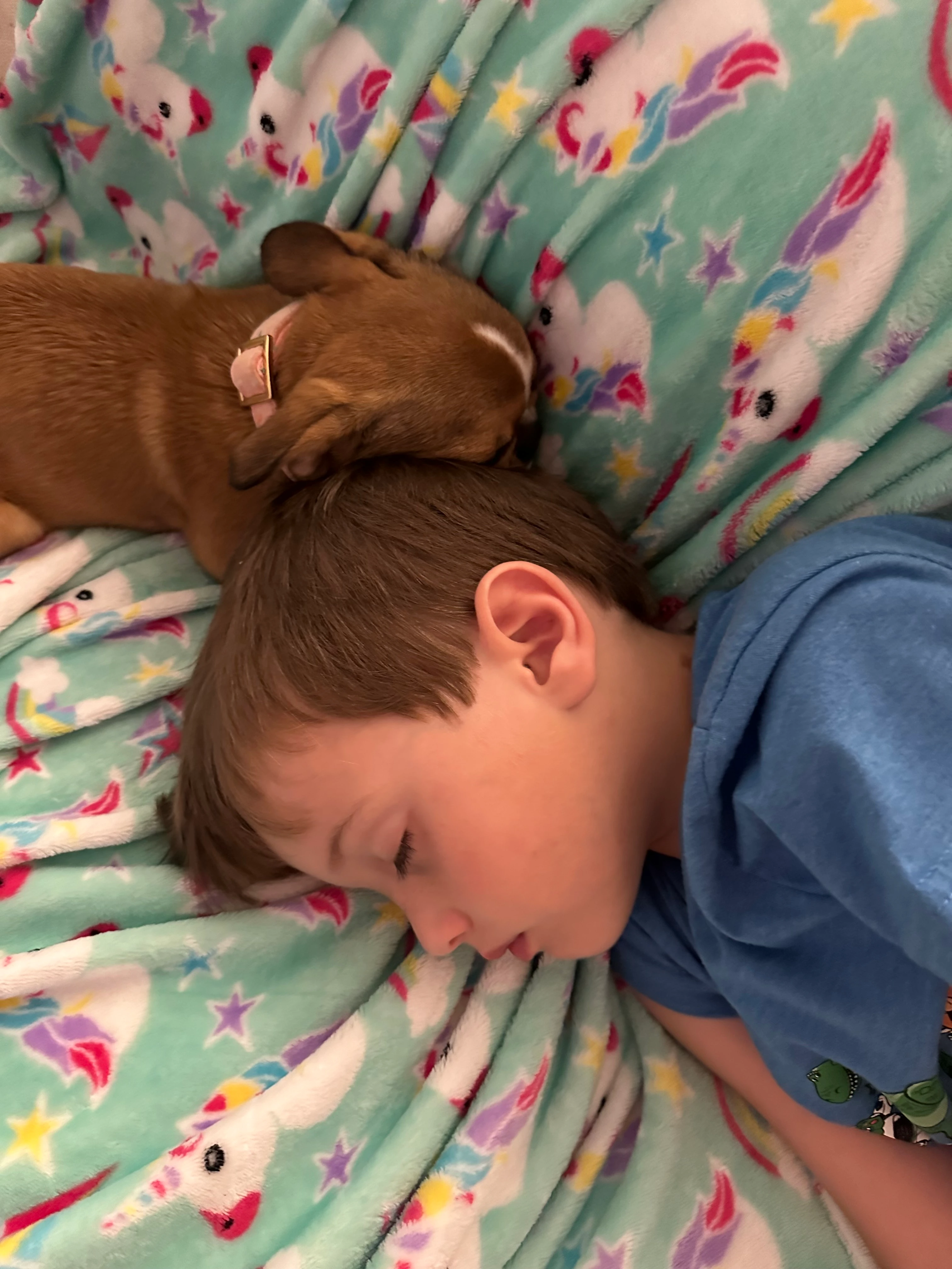 Boy sleeping on the couch with his Royal Frenchel snuggled beside him.