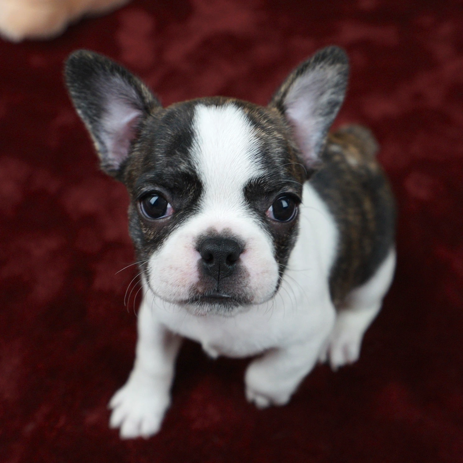 Royal Frenchel companion dog looking at the camera.