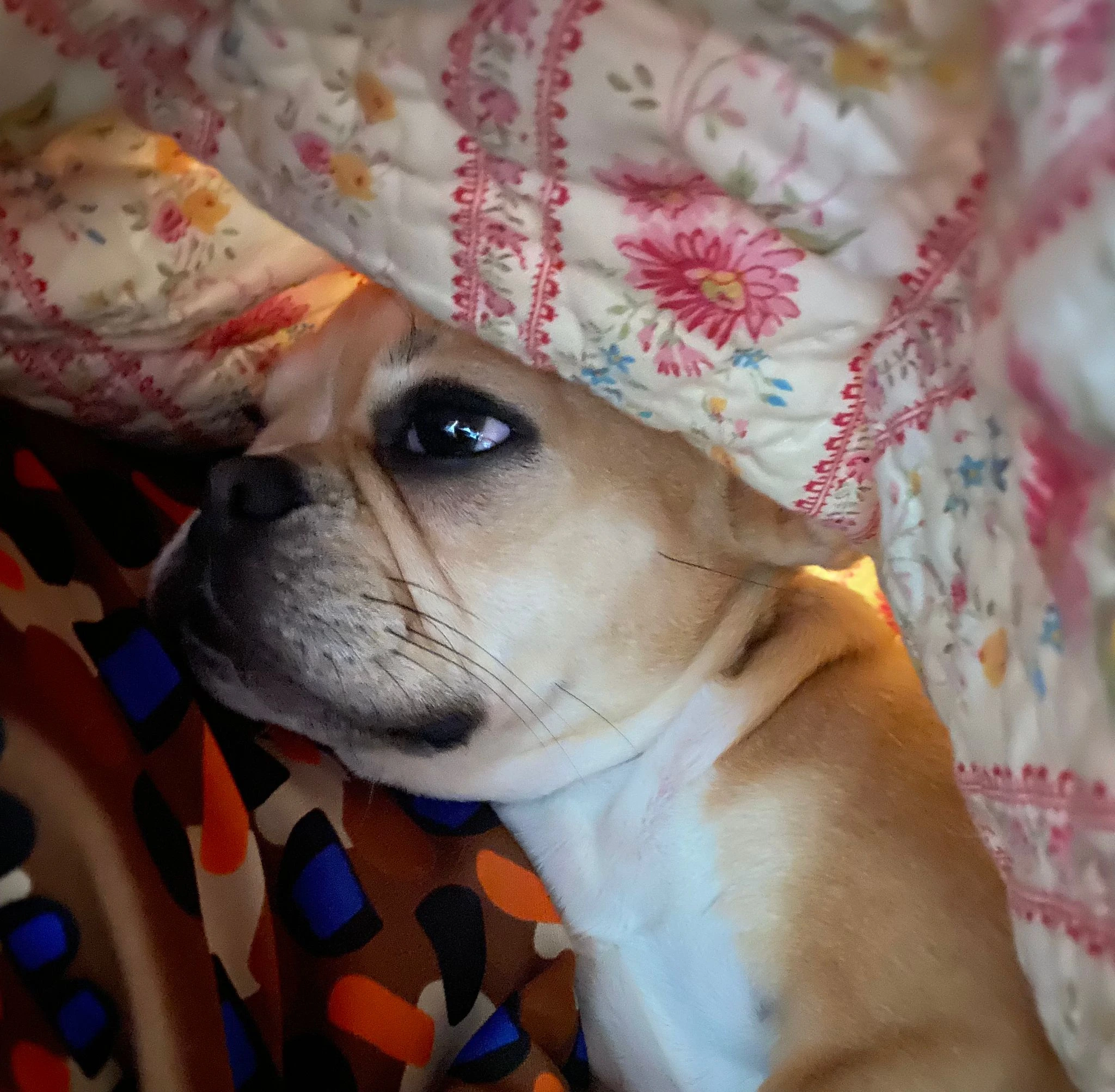 Royal Frenchel snuggled under a blanket with their owner.