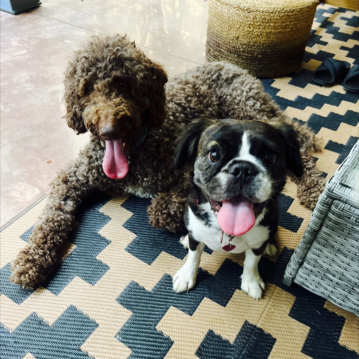 Two Royal Frenchels sitting together on a living room floor.