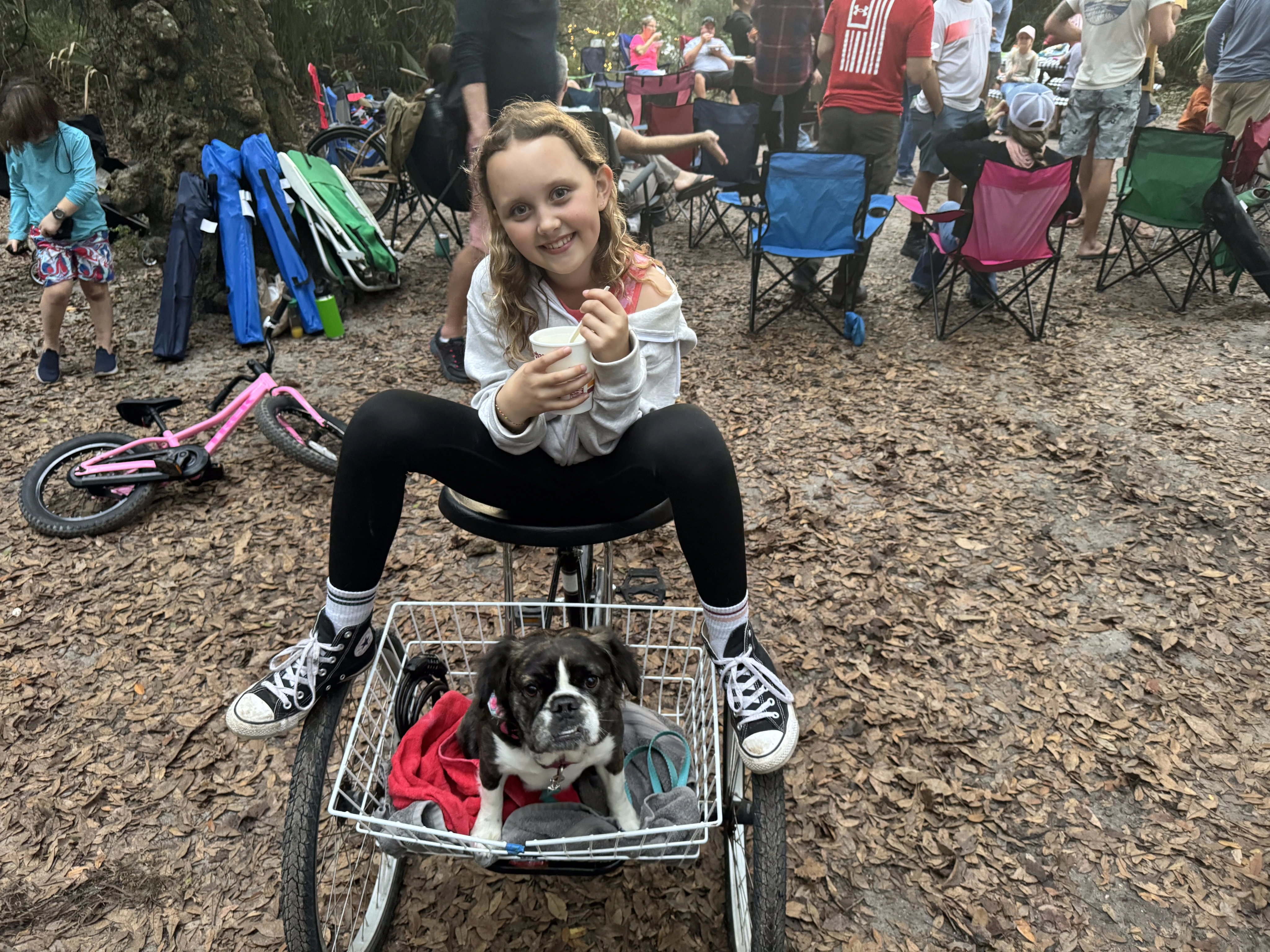Girl riding with her Royal Frenchel in a bike carrier during an outing.