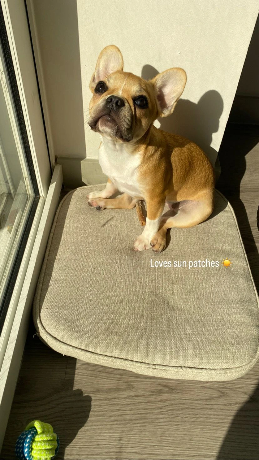 Royal Frenchel sitting peacefully on a cushion in sunlight by a window.