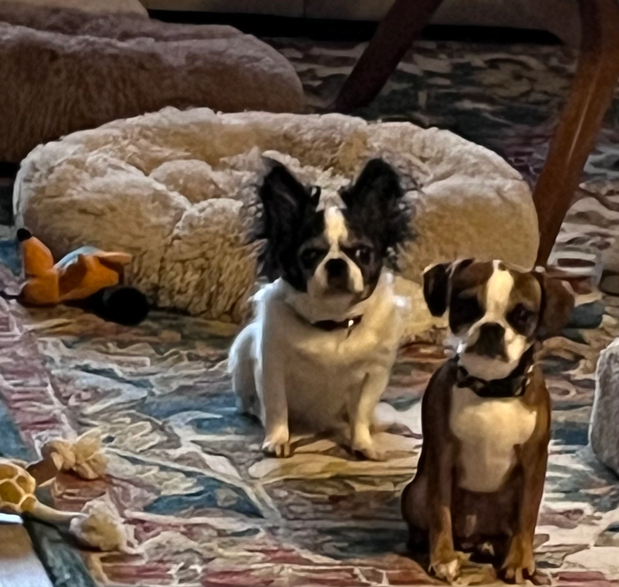 Two Royal Frenchels sitting near dog beds on a living room floor.