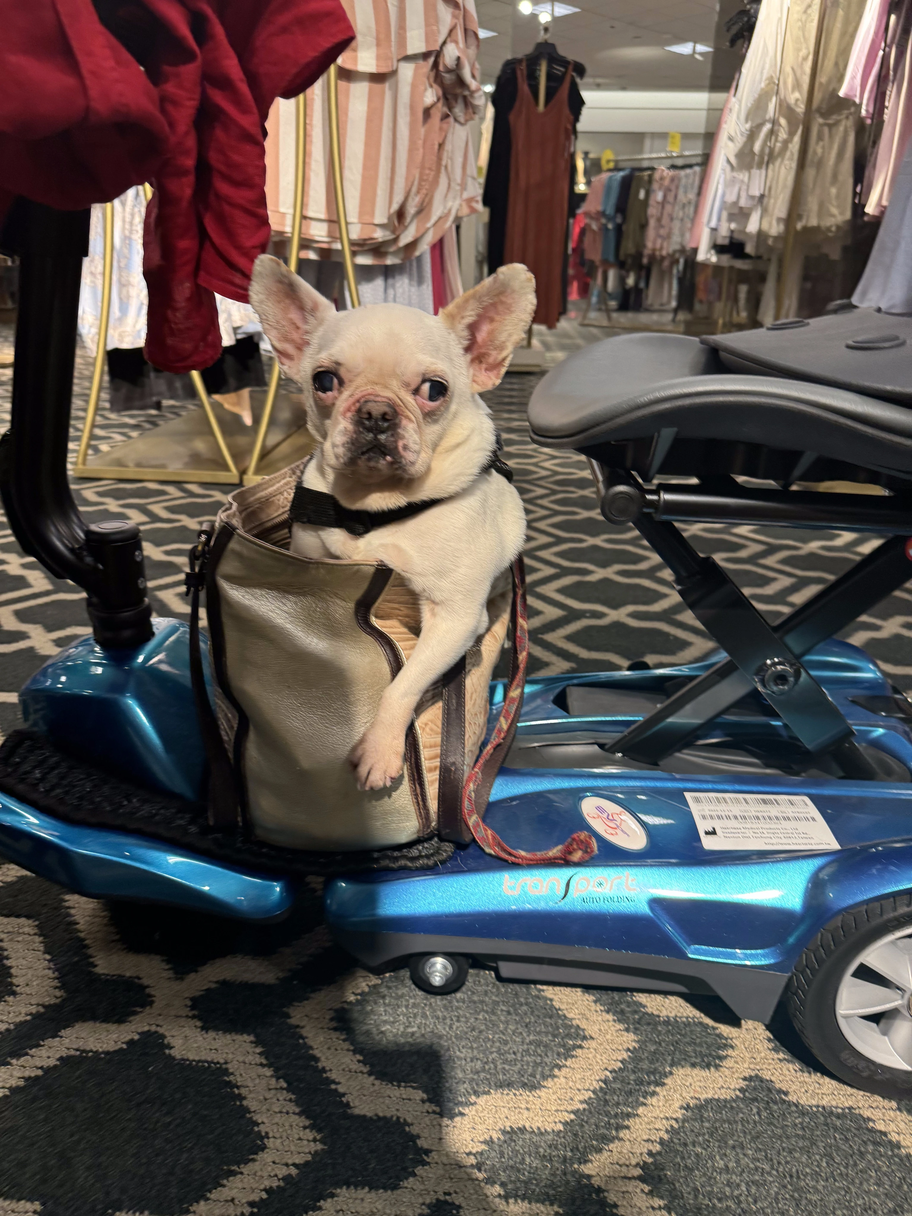 Royal Frenchel sitting in a purse on an electric vehicle.