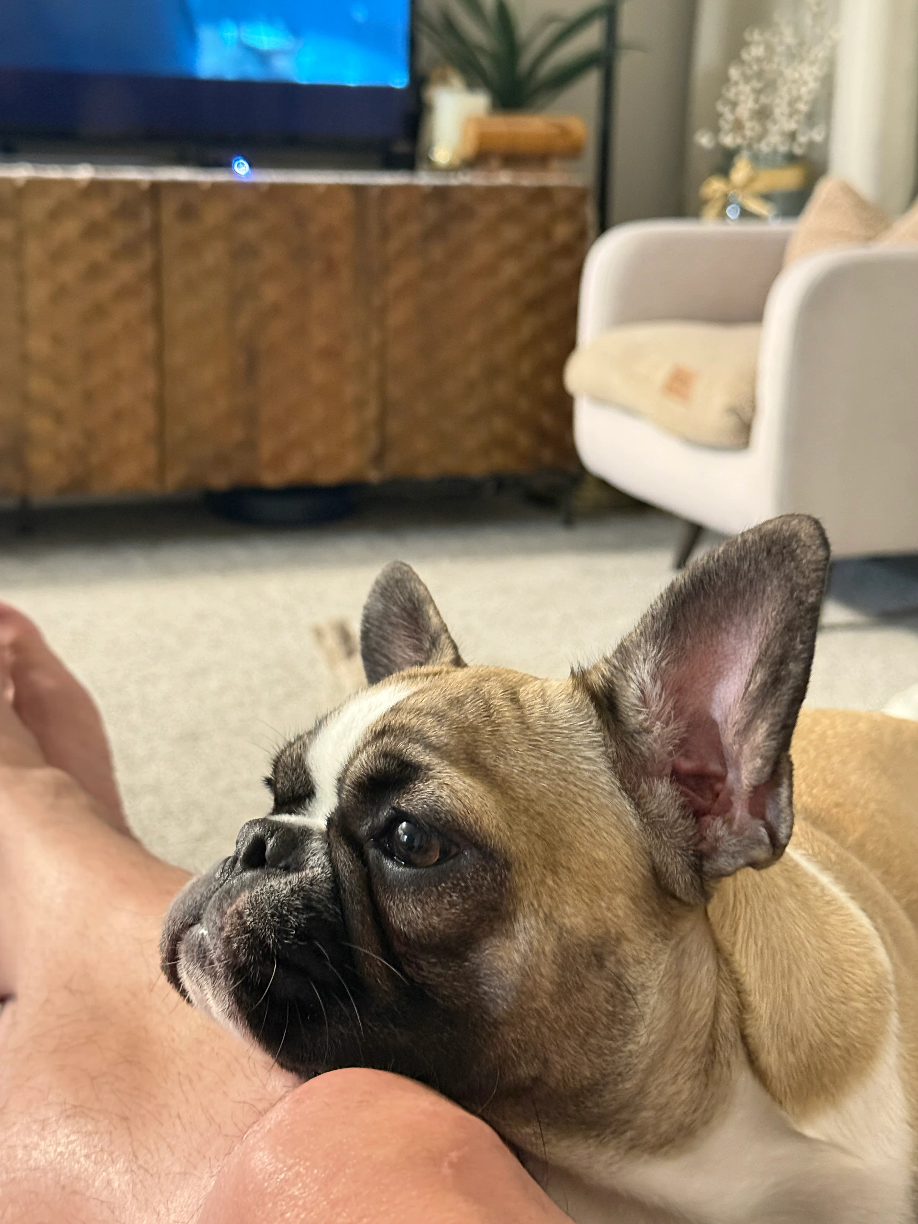 Royal Frenchel resting their head gently on their owner’s leg.