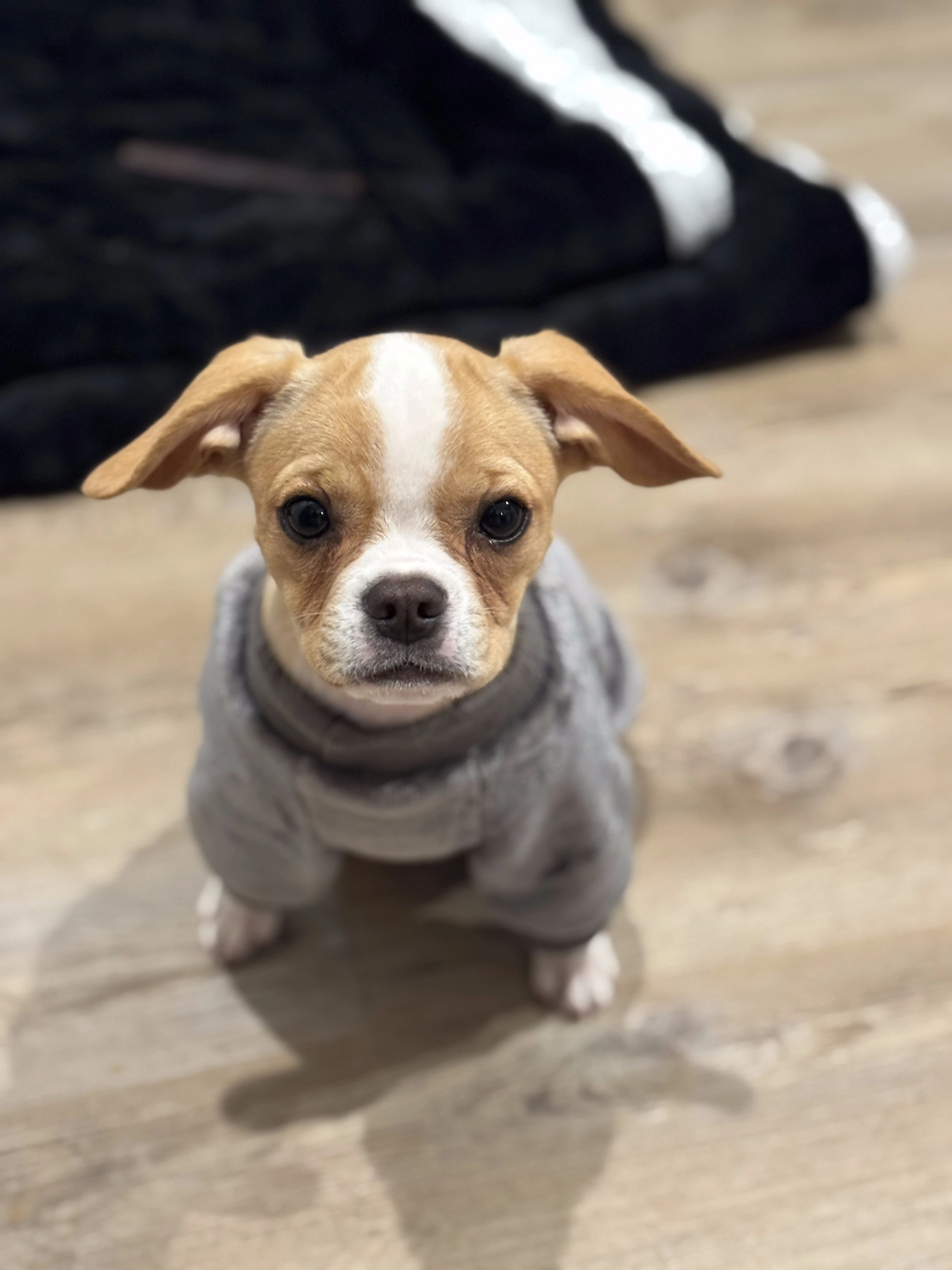 Royal Frenchel wearing a small winter jacket.