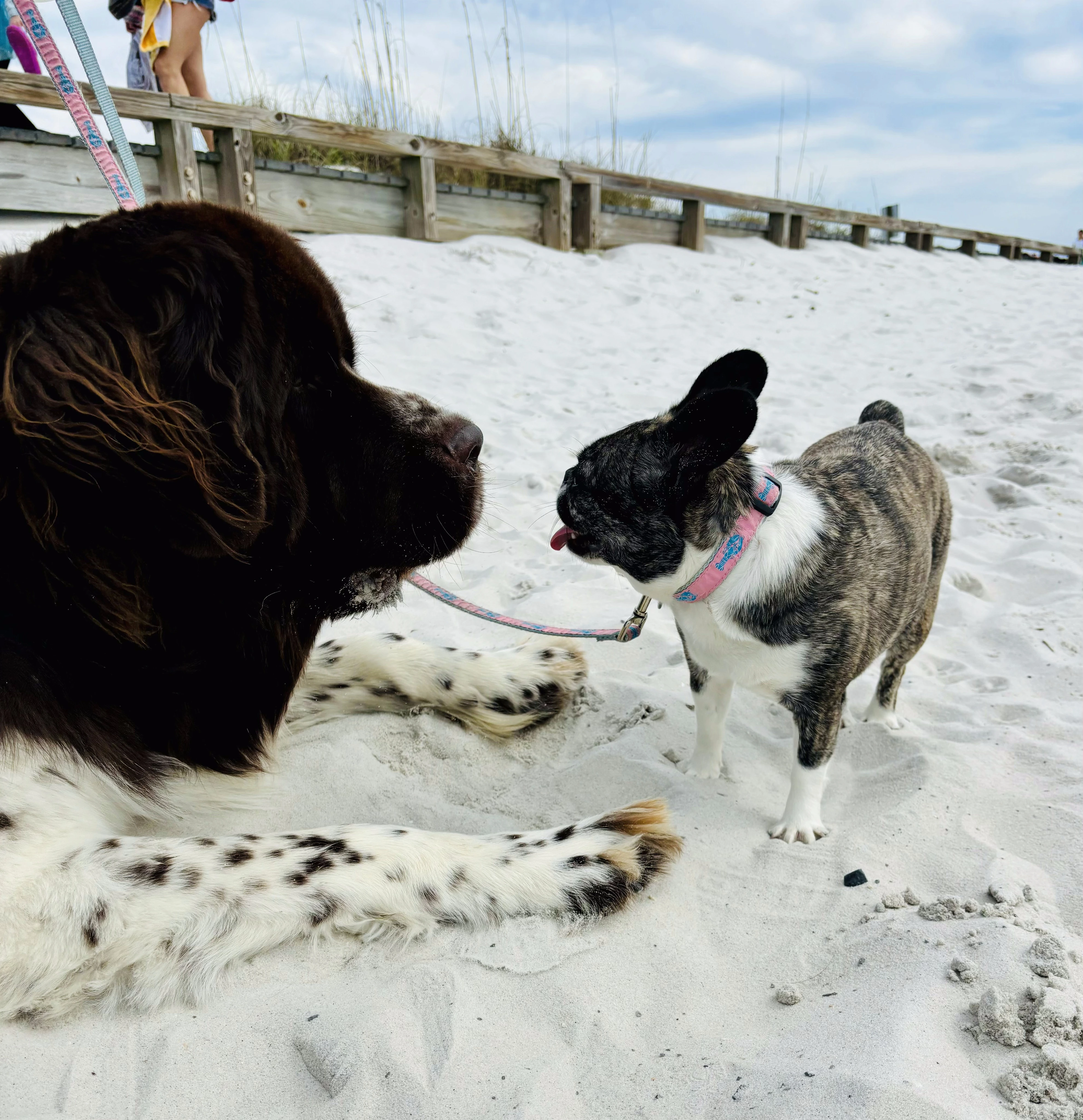 Royal Frenchel sitting on the beach with another dog companion.