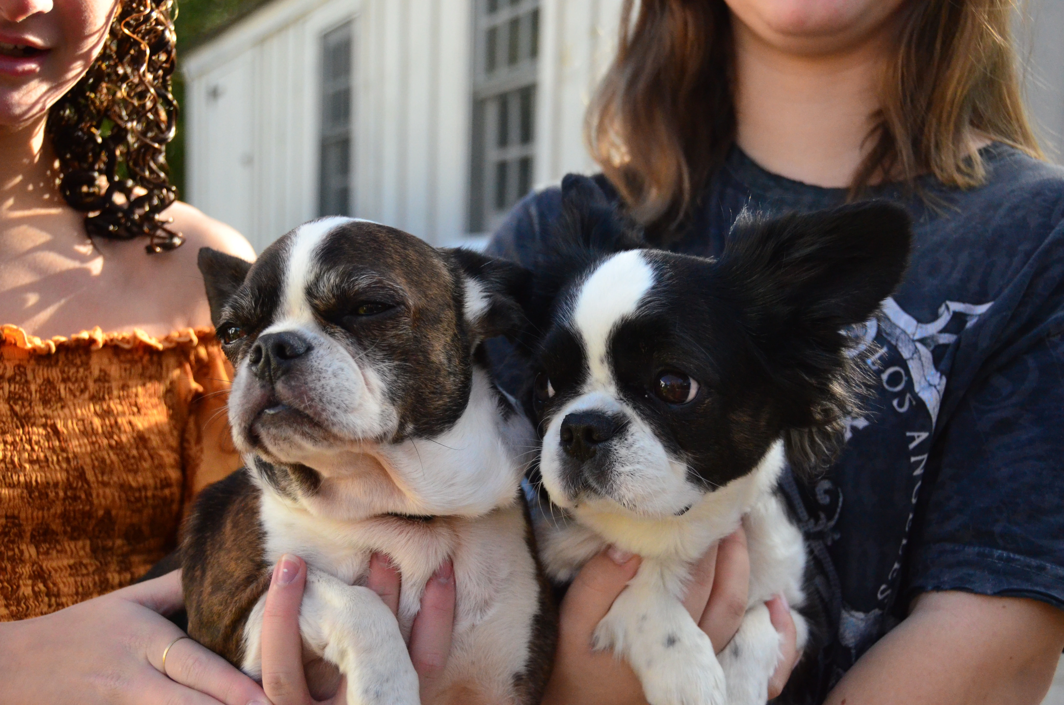 Two girls standing together while each holds a Royal Frenchel puppy.