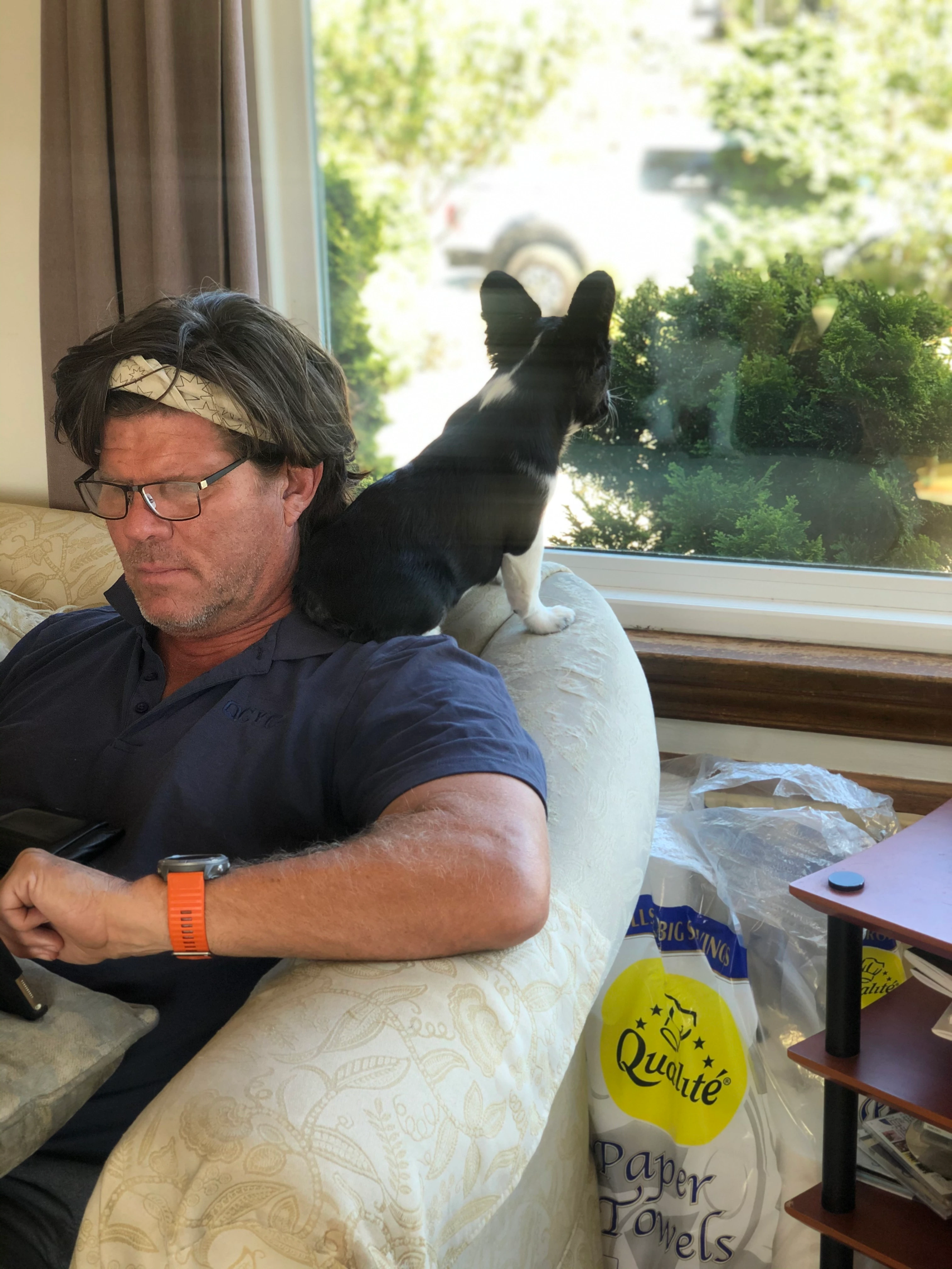 Royal Frenchel perched on their owner’s shoulder while looking out a window.