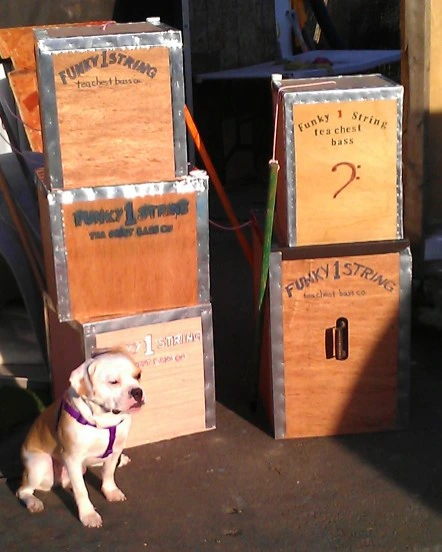 Royal Frenchel sitting calmly in front of boxes.