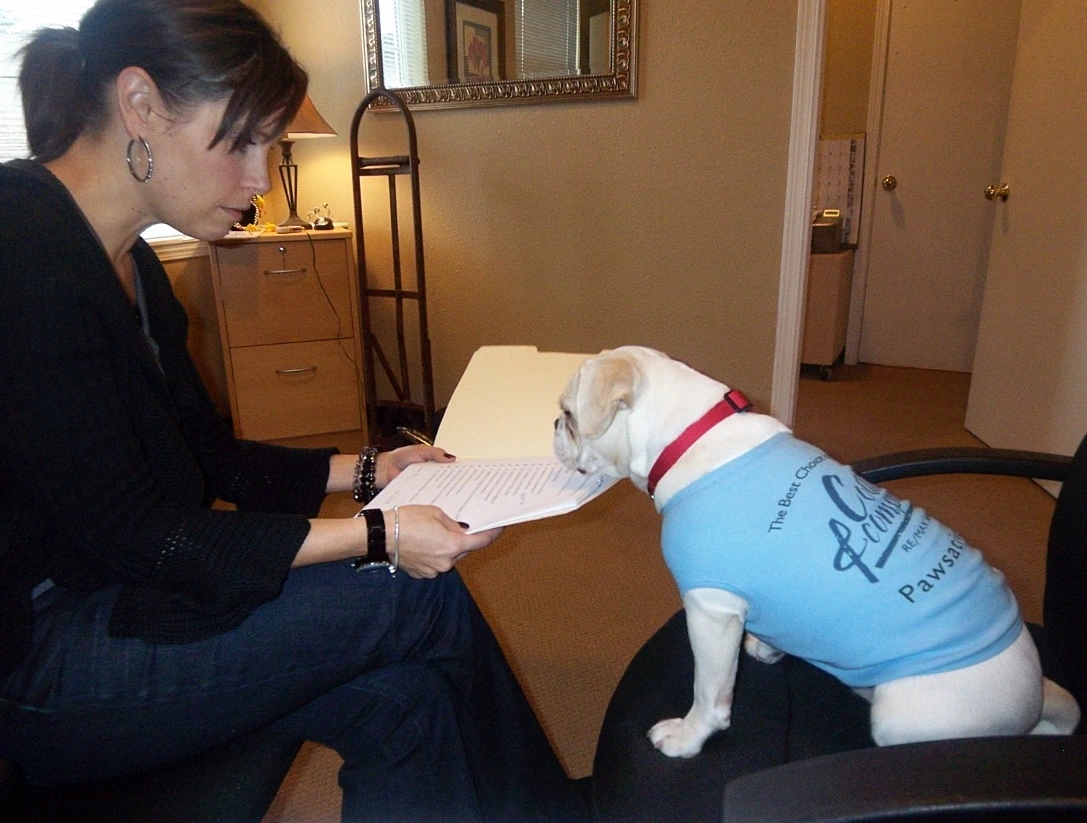 Royal Frenchel sitting beside their owner at a desk with papers.