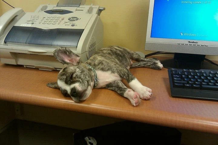 Royal Frenchel puppy sitting on an office desk by a phone and computer.