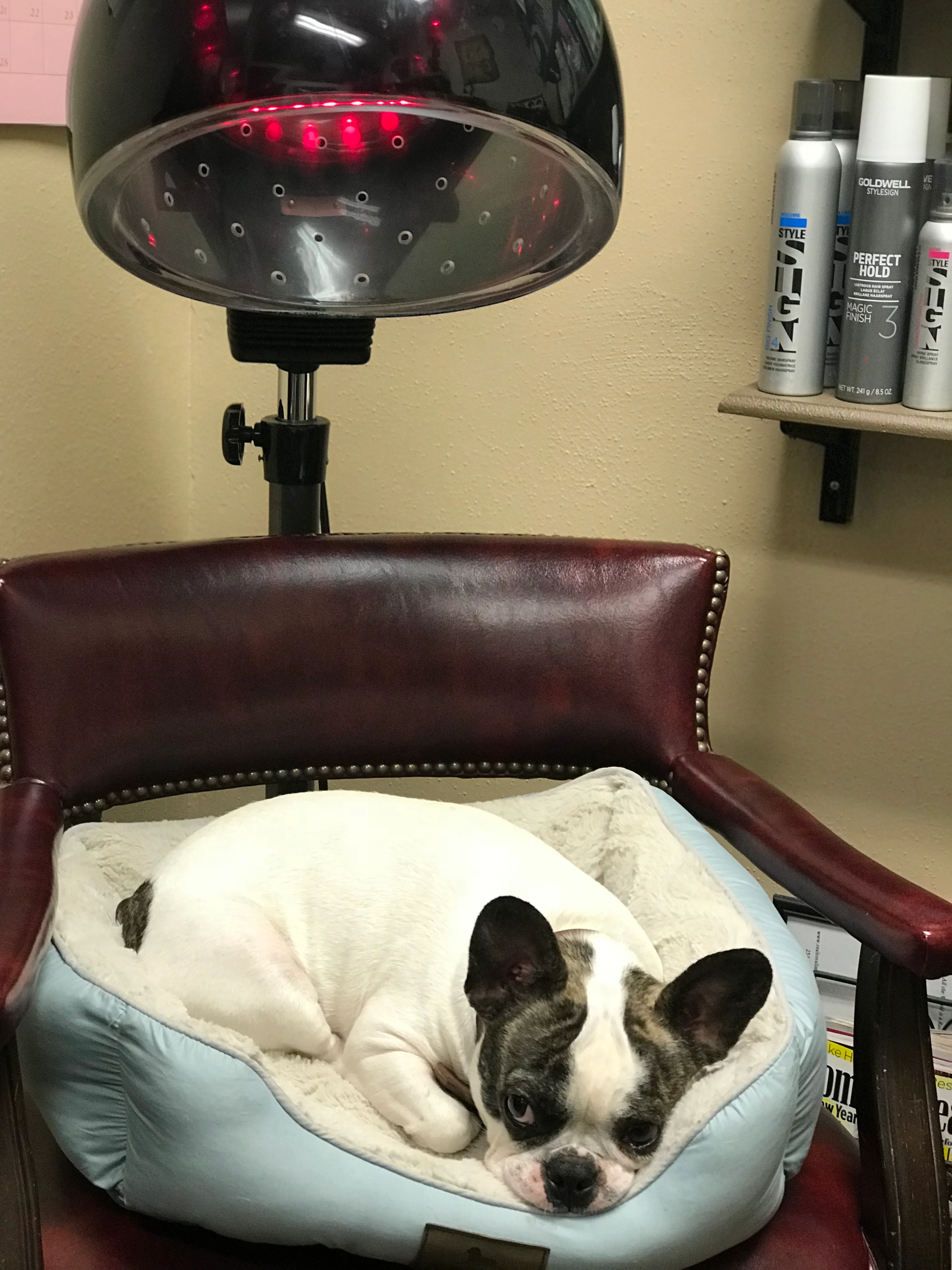 Royal Frenchel sitting in a dog bed on a salon chair.
