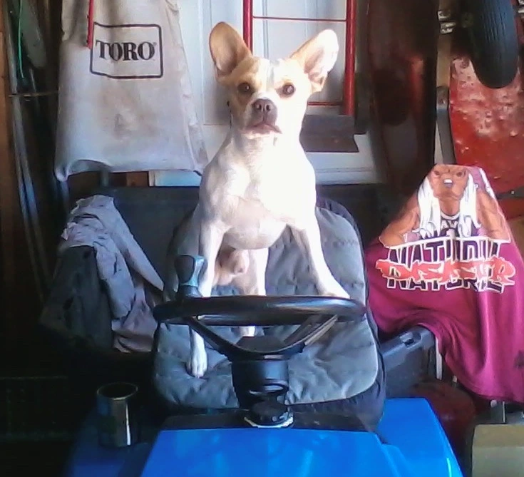 Royal Frenchel sitting calmly in the seat of a tractor.