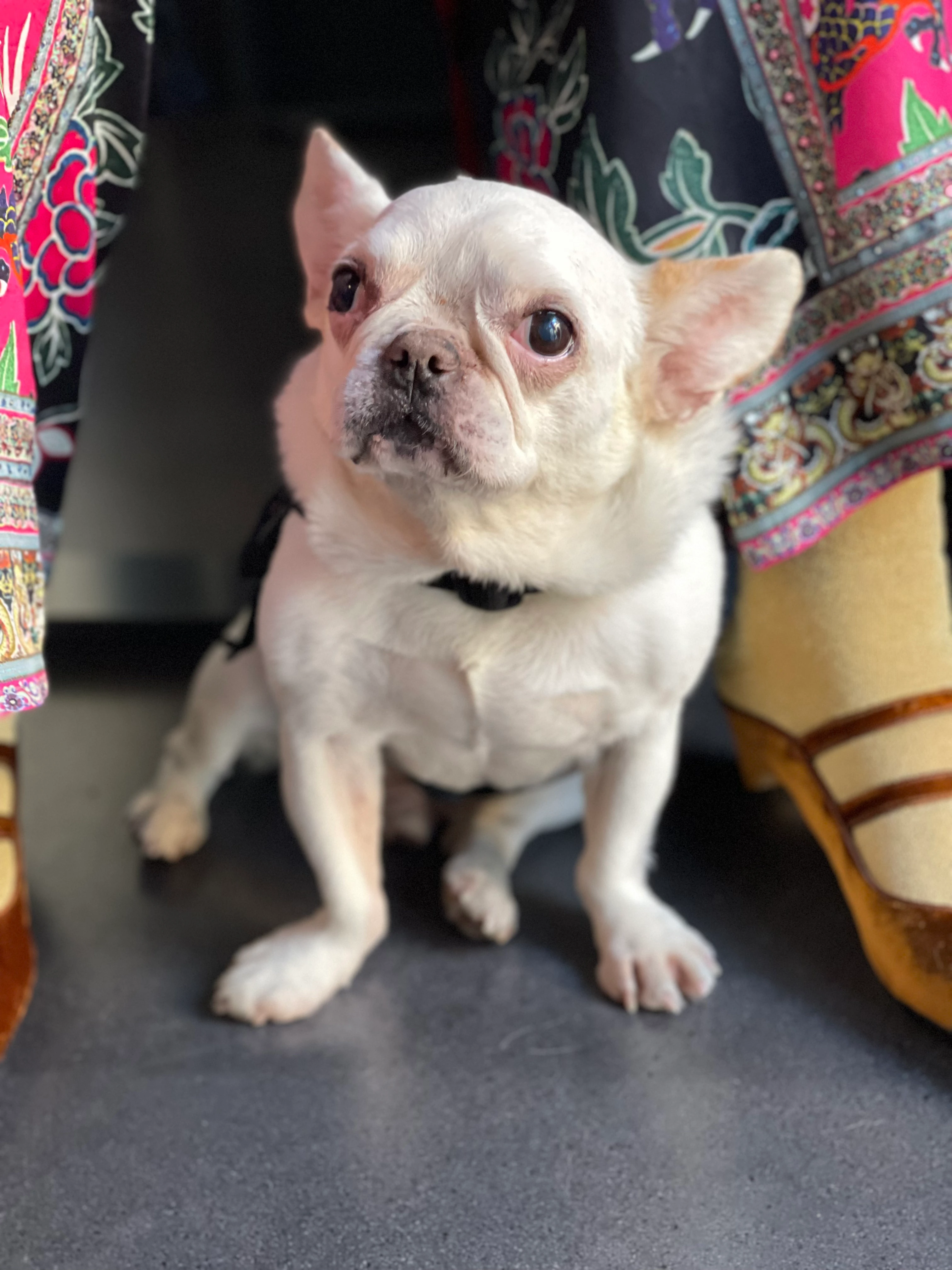 Royal Frenchel service dog sitting calmly at their person’s feet.