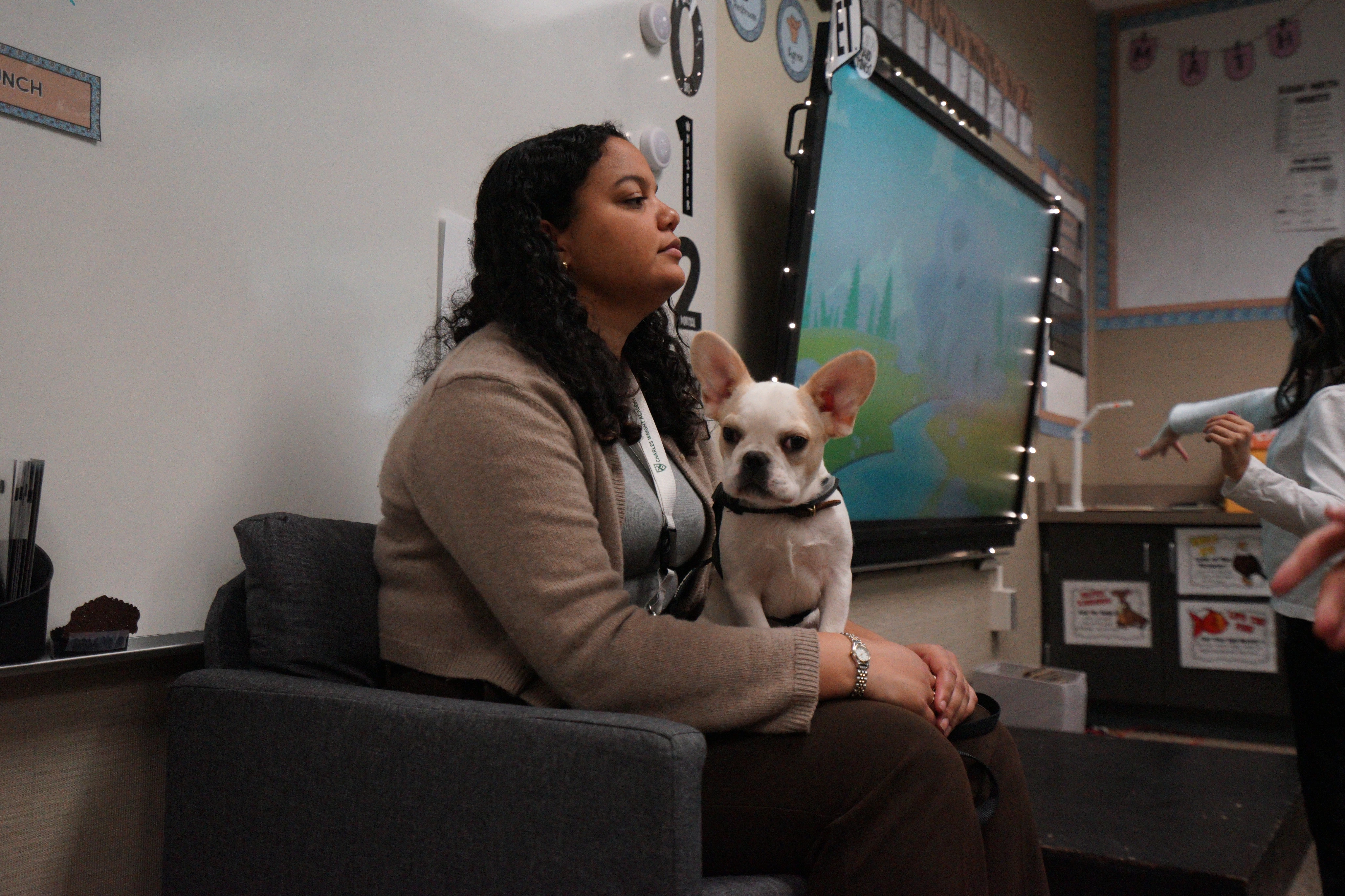 Royal Frenchel puppy sitting on a woman’s lap in a classroom.