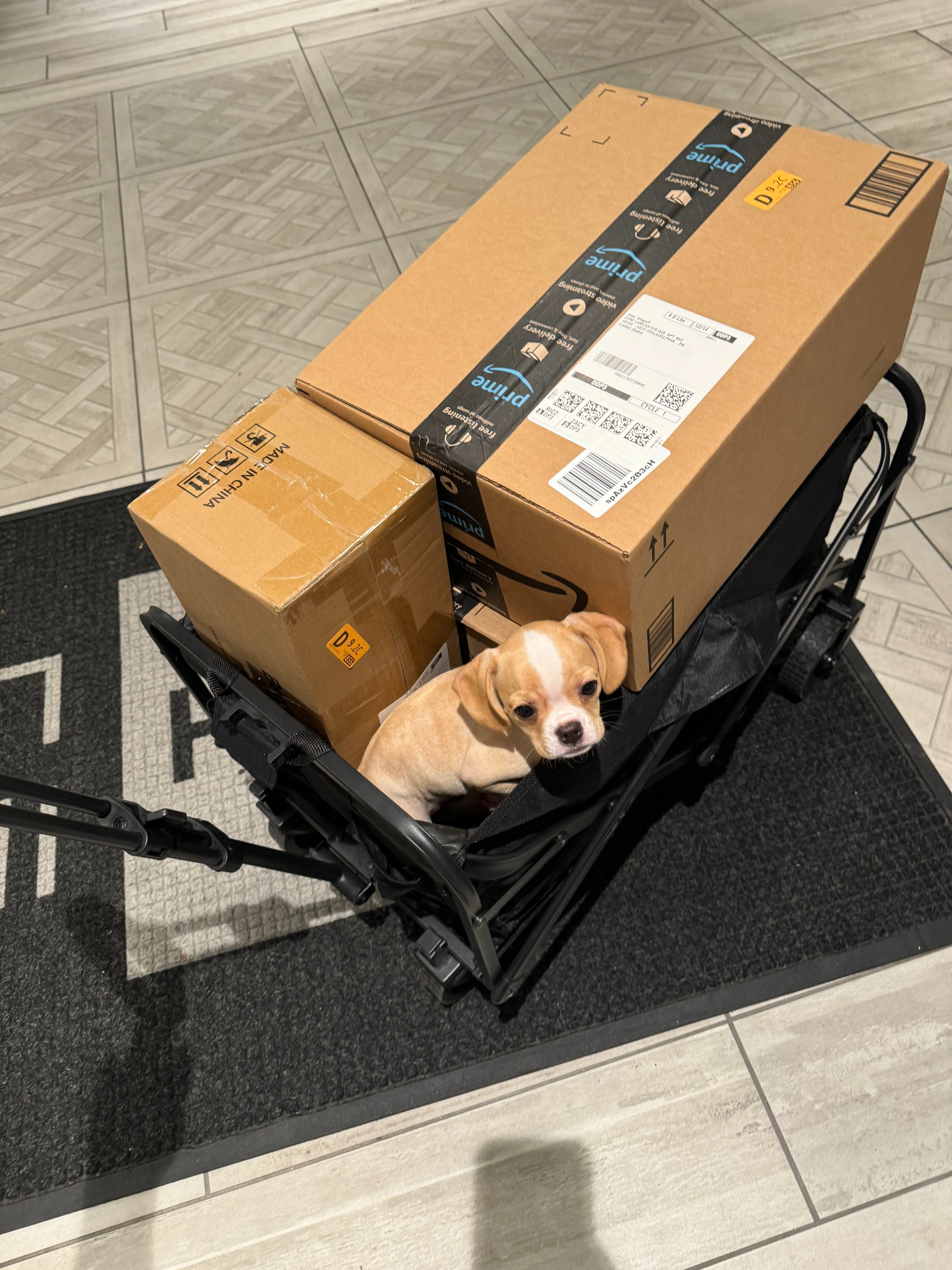 Royal Frenchel puppy sitting in a wagon beside Amazon boxes.