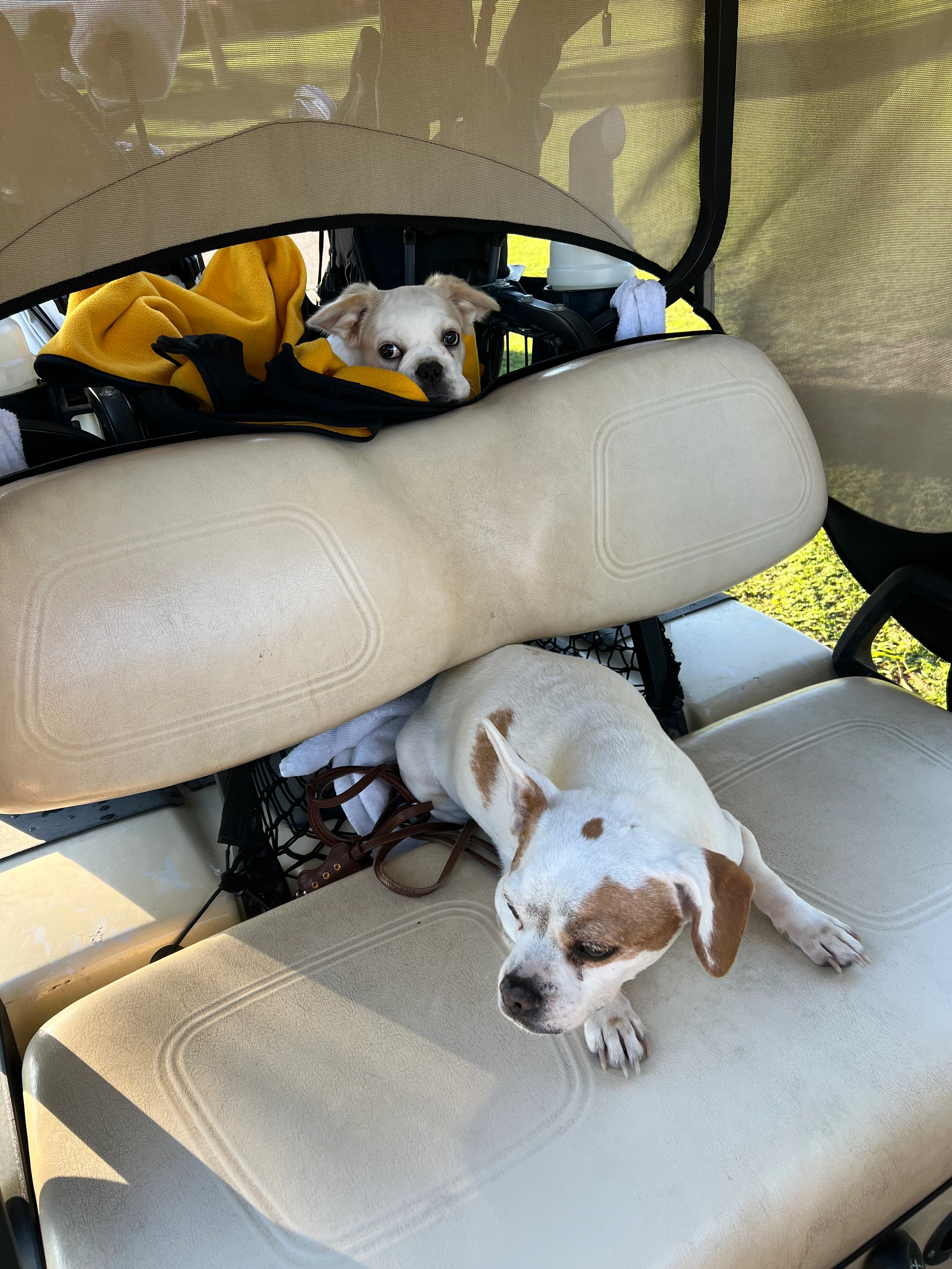 Two Royal Frenchels sitting together in a golf cart.