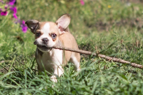 Royal Frenchel puppy wearing a small uniform.