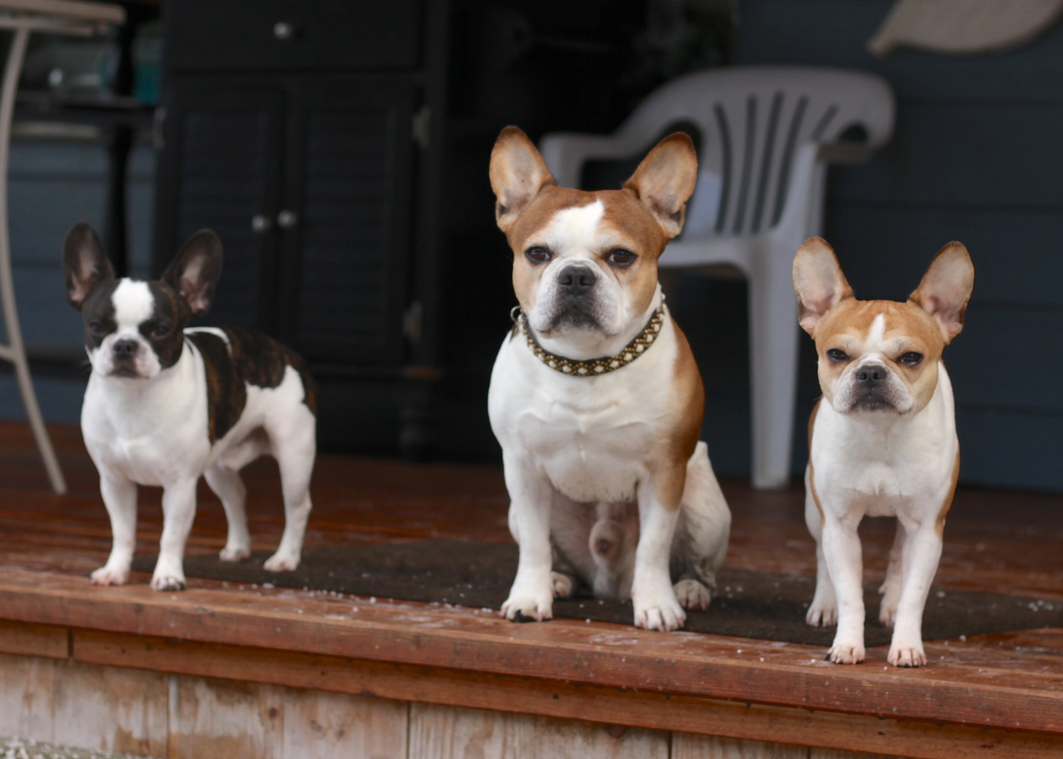 Three Royal Frenchels standing together on a front porch.