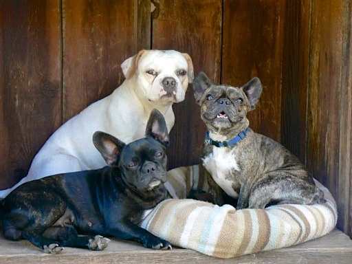Royal Frenchel puppy carrying a large stick outside.