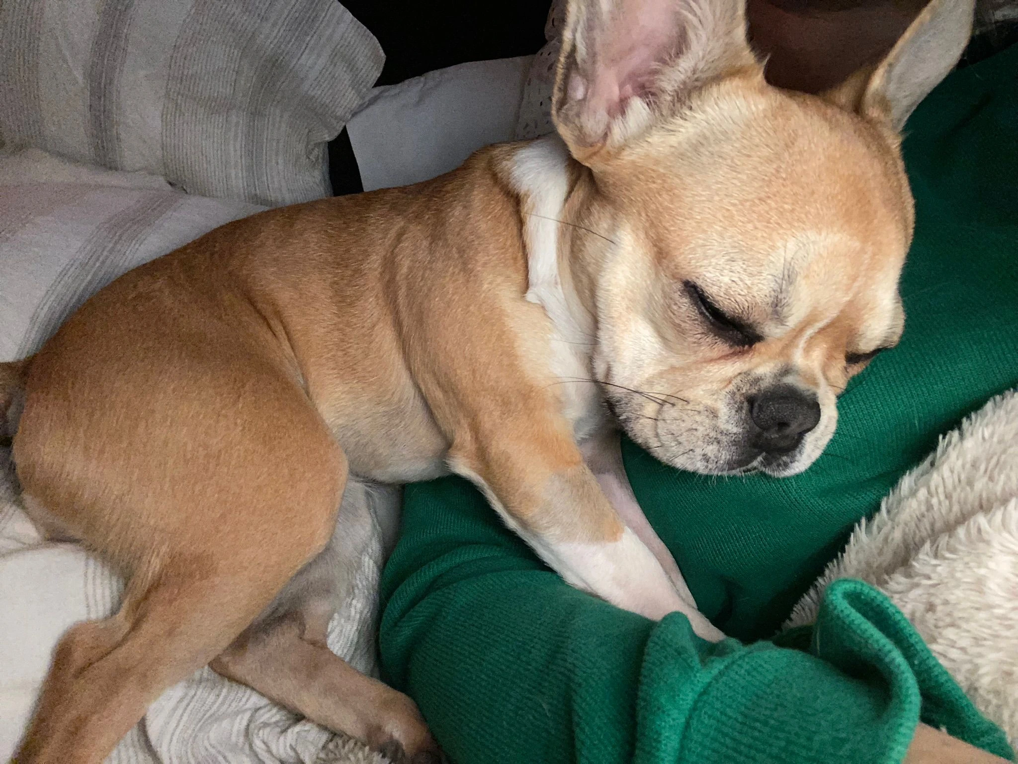 Royal Frenchel puppy snuggling against their person’s arm in bed.
