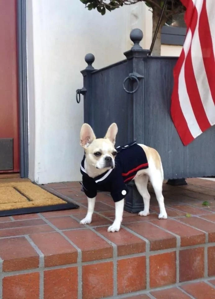 Royal Frenchel puppy wearing a small uniform.