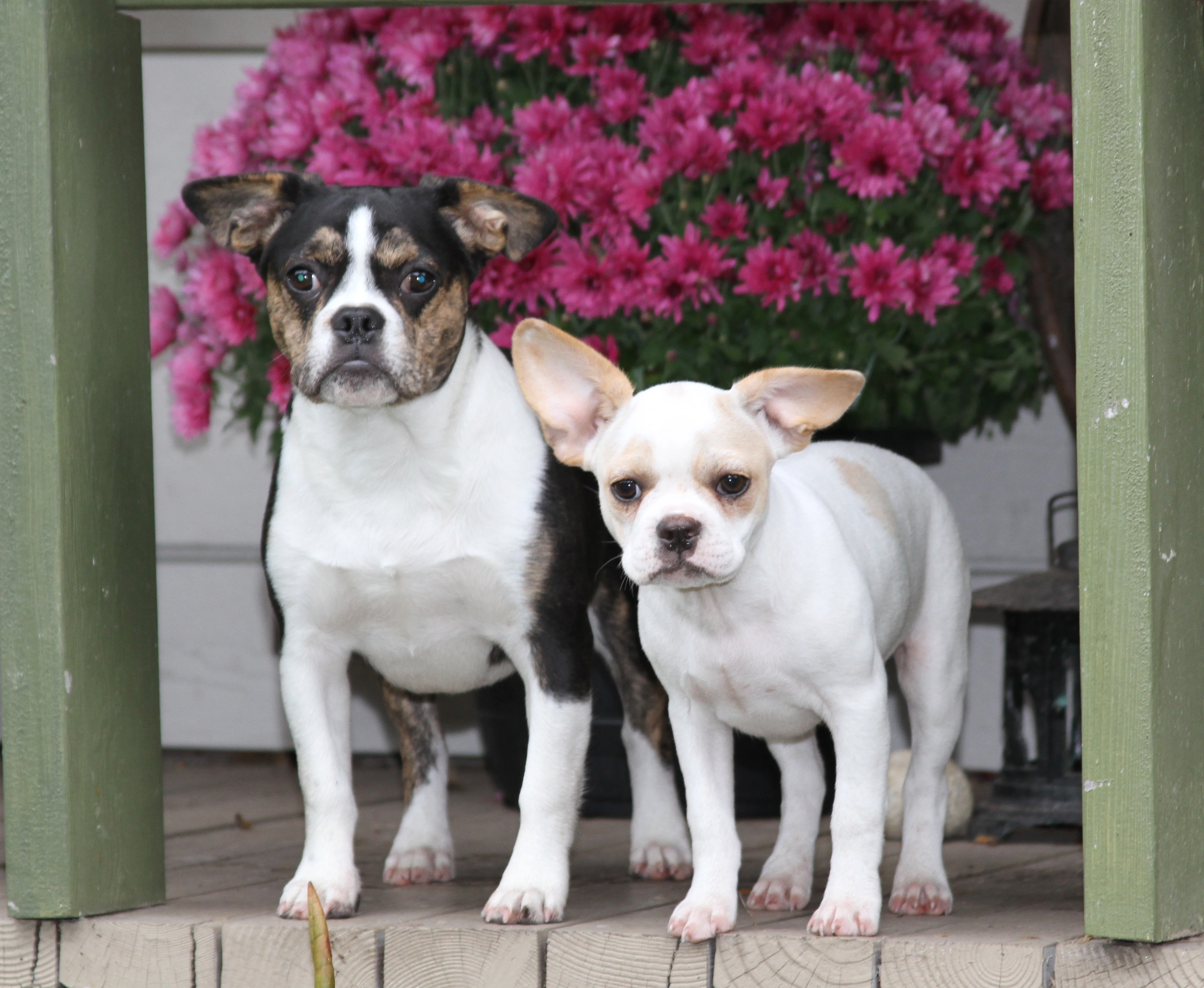 Two Royal Frenchels standing on a porch with flowers behind them.